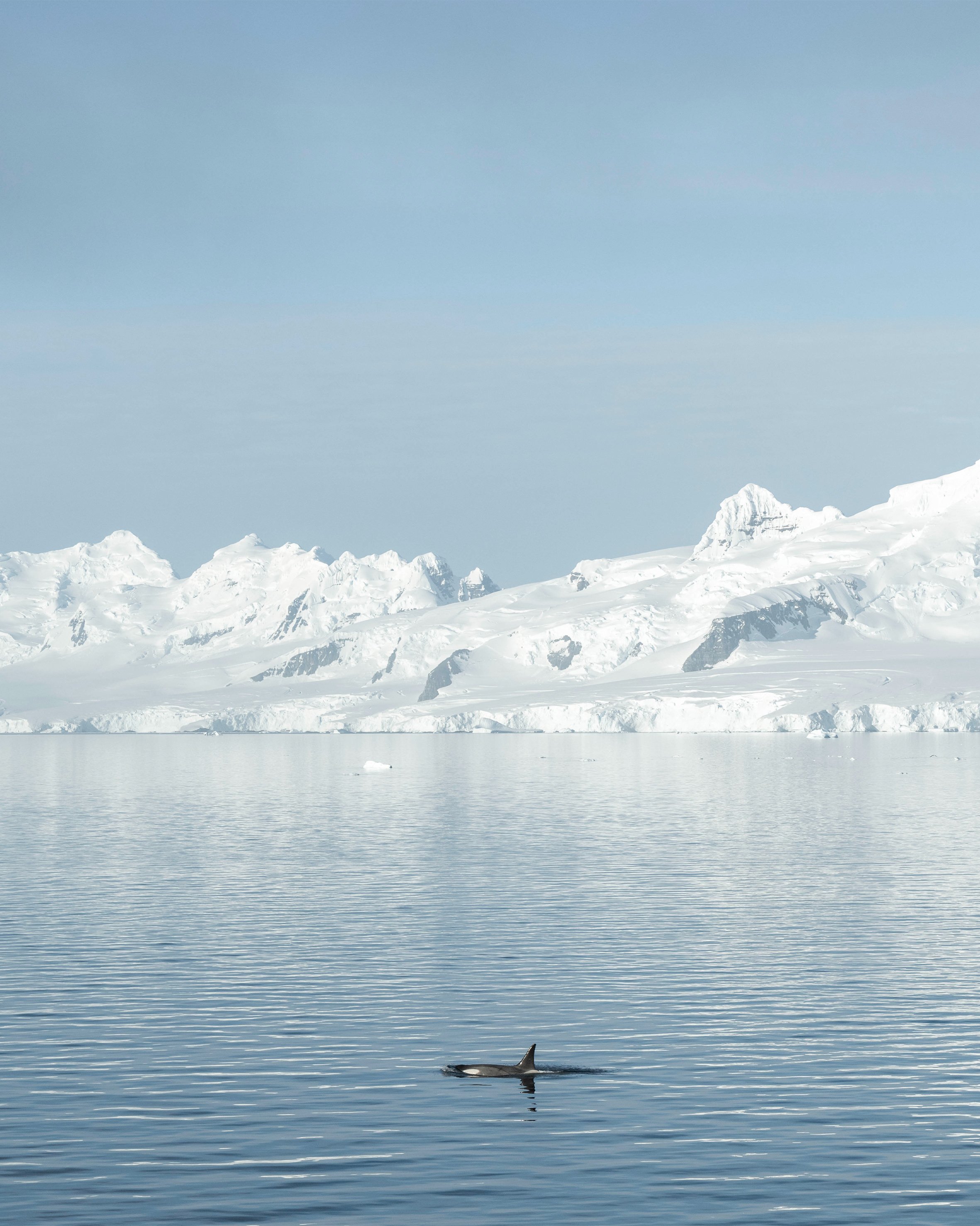 ORCAS 1.1 copy.jpg