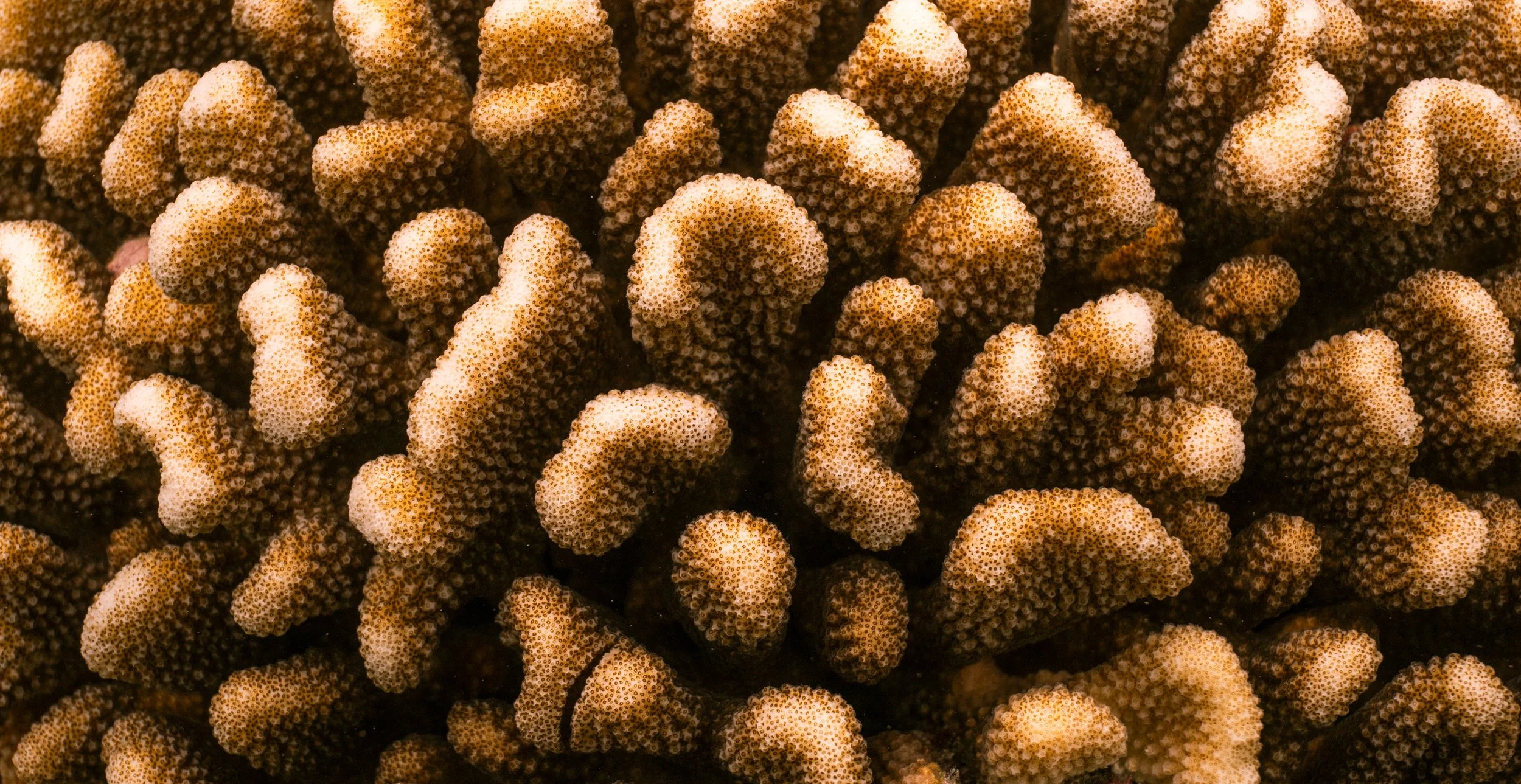 DSC_0865.jpg