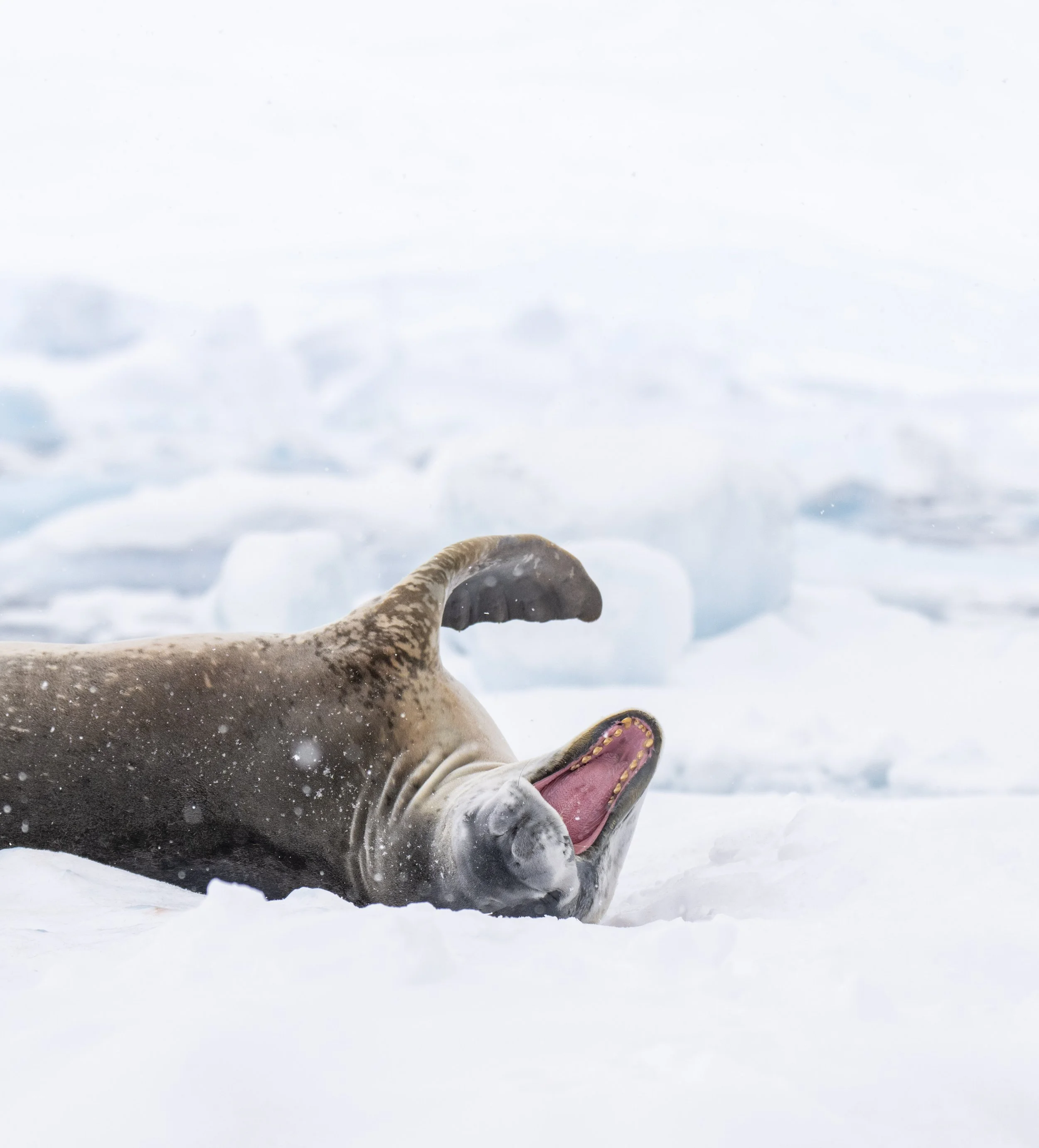 SH VEGA I 25 FEB 2025 I CURTISS BAY-26.jpg