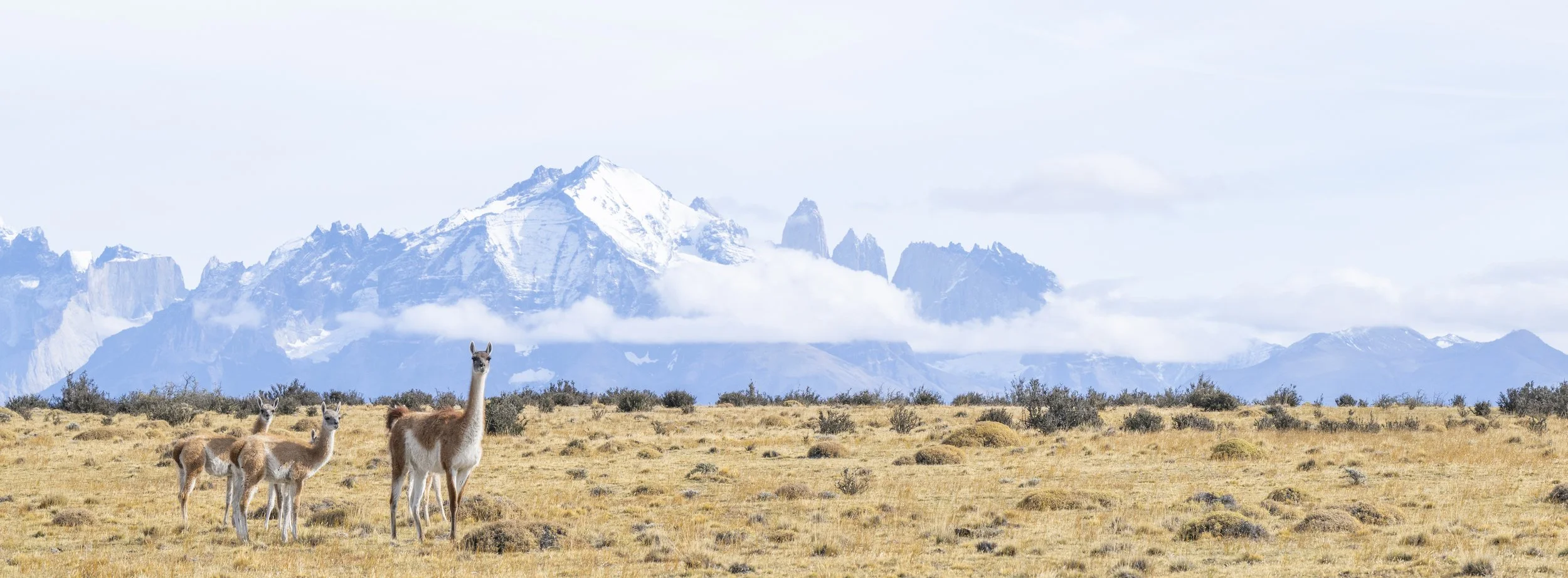 2025.03.29 I CHILE I TORRES DEL PAINE I -66.jpg