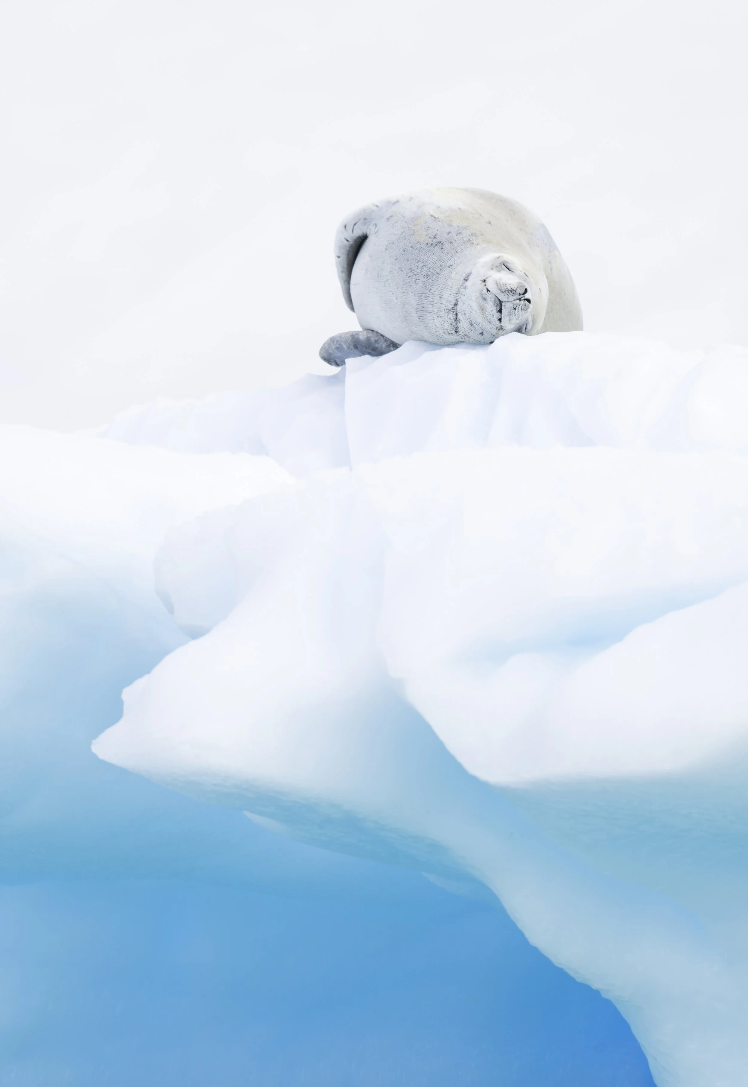 crabeater on blue ice-1.jpg