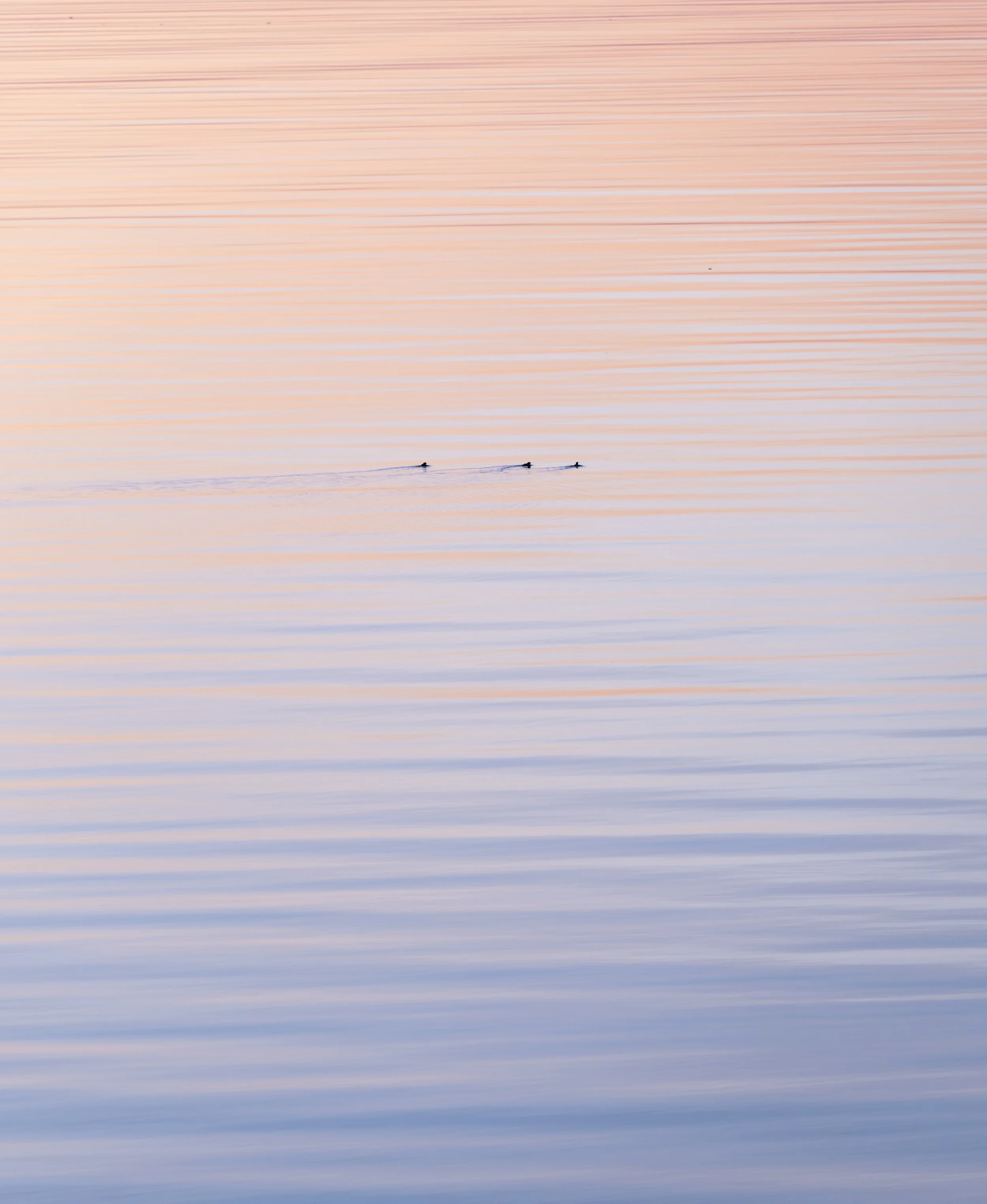DSC_4477.jpg