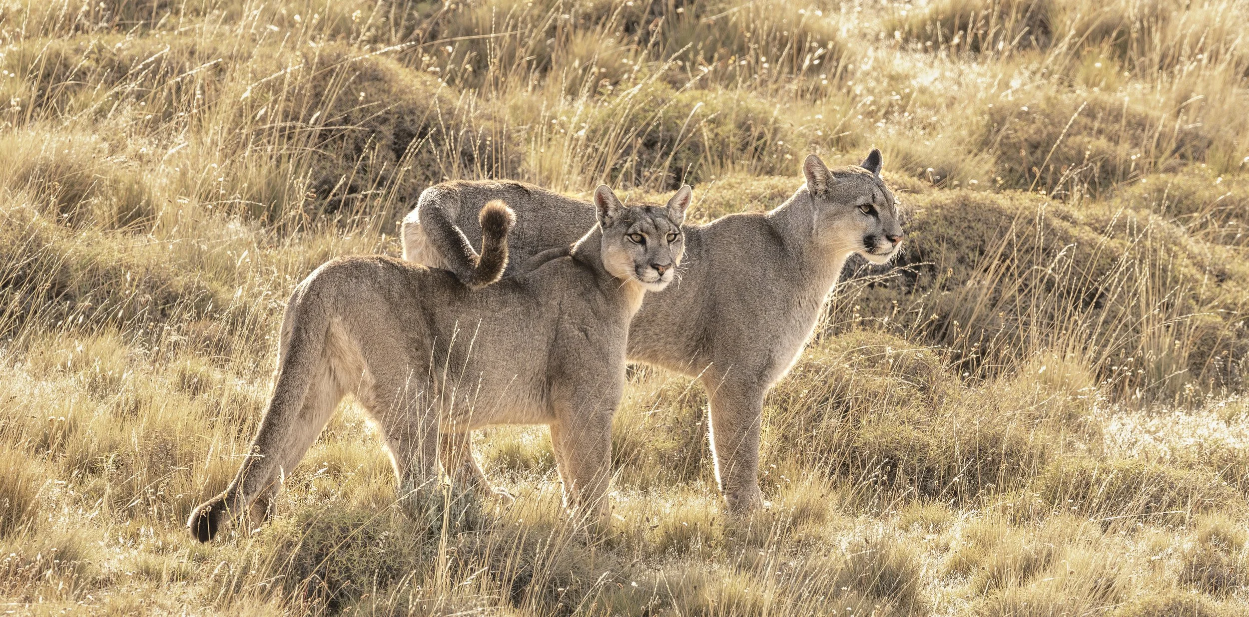 2025.03.31 I CHILE I TORRES DEL PAINE I -63.jpg