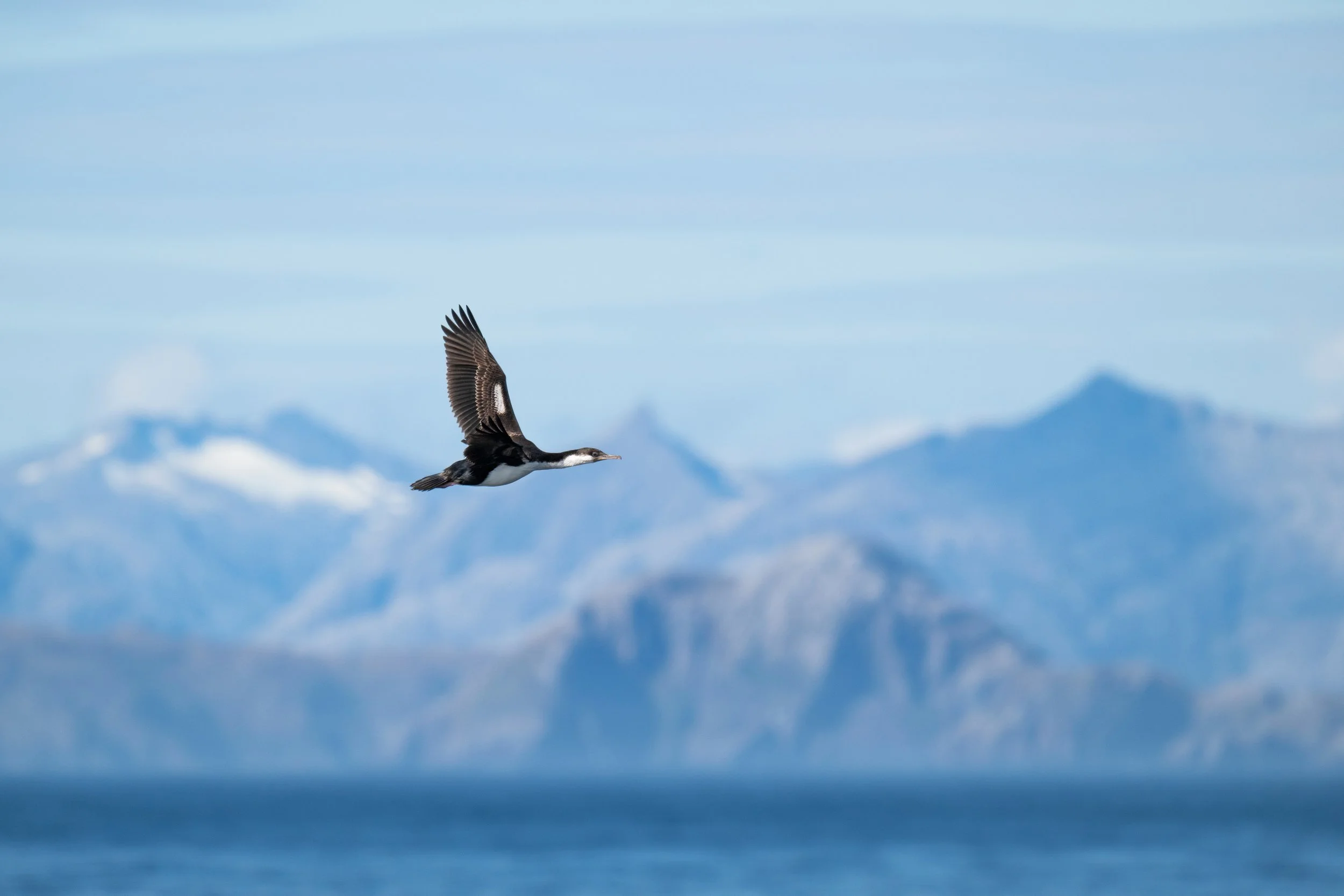 SH DIANA I GARIBALDI GLACIER I 26 FEB 24 I 18.jpeg