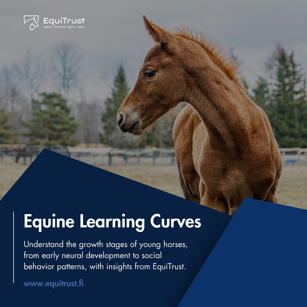Explore the growth stages of young horses with EquiTrust 🐴📚.

From neural development to social behaviors, we guide you through their learning journey. Unlock insights into equine growth and be a part of their path to maturity. 

If you're looking 