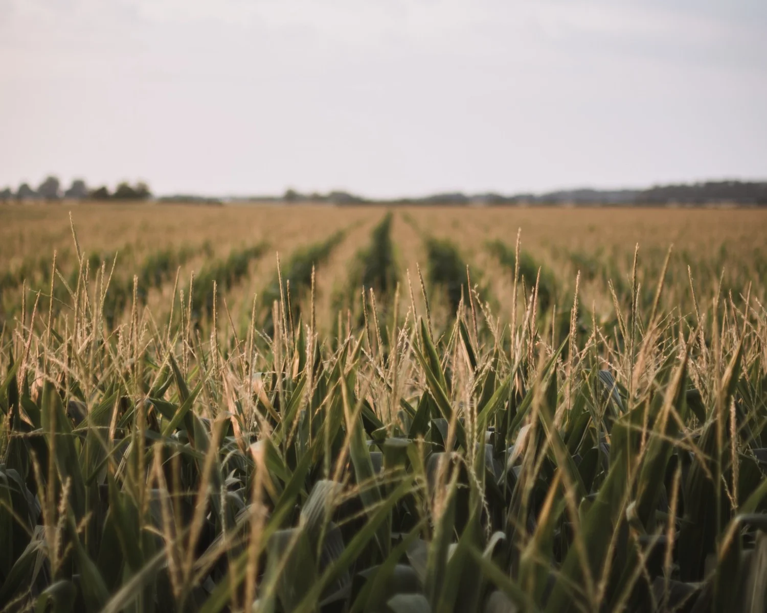 Rural Transformations in the United States