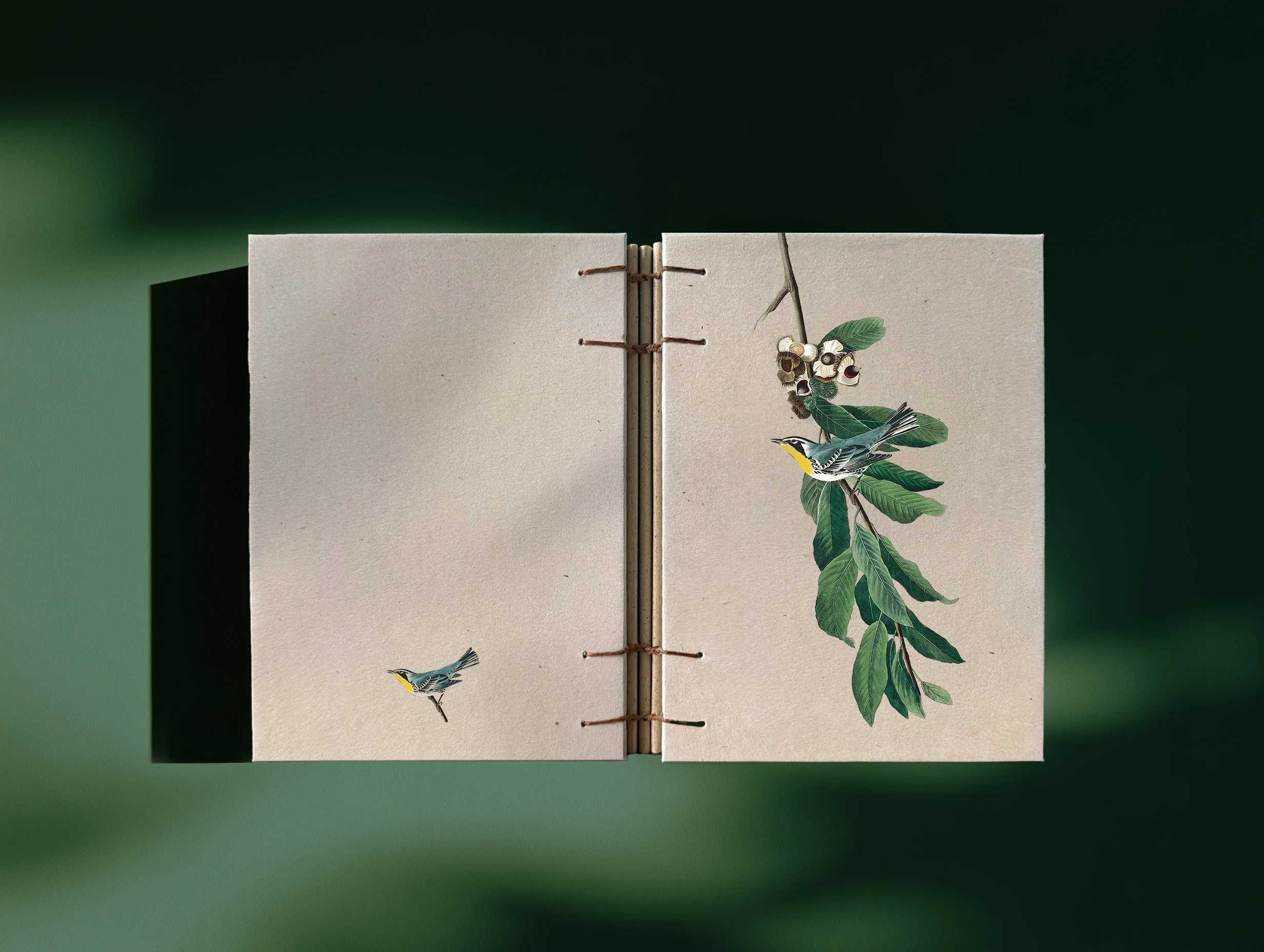 echobook_yellowthroated.jpg