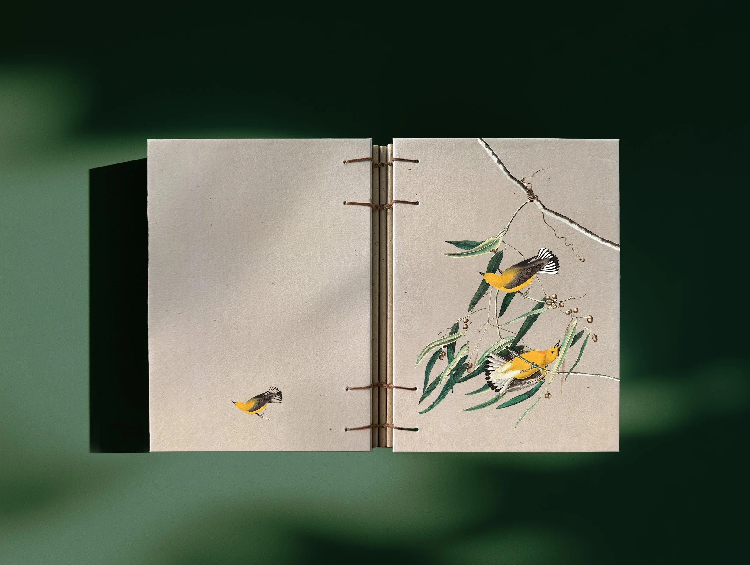 echobook_prothonotary.jpg