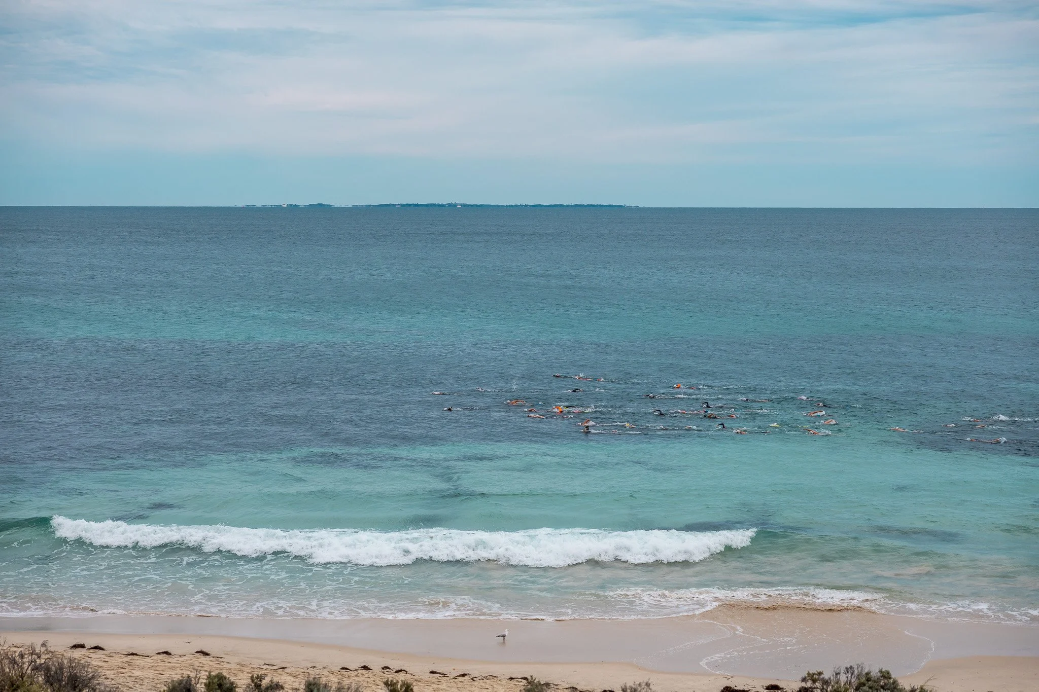 Cottesloe Swimmers