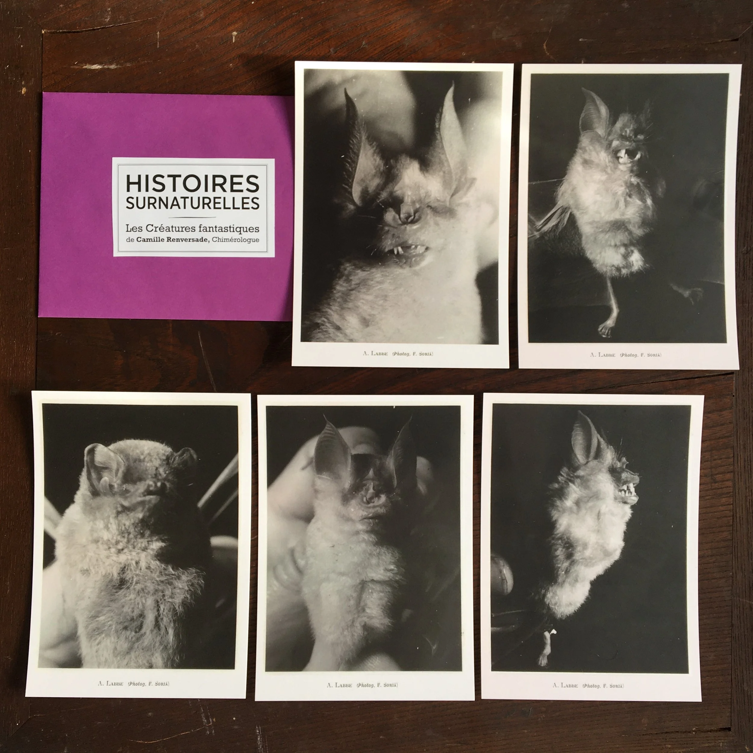 lot chauves-souris N°1.JPG