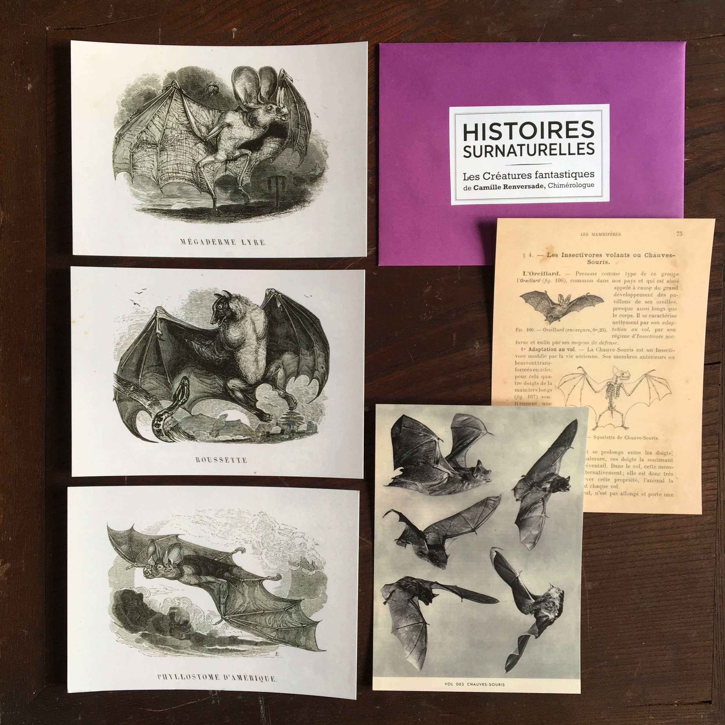 Lot chauves-souris N°2.JPG