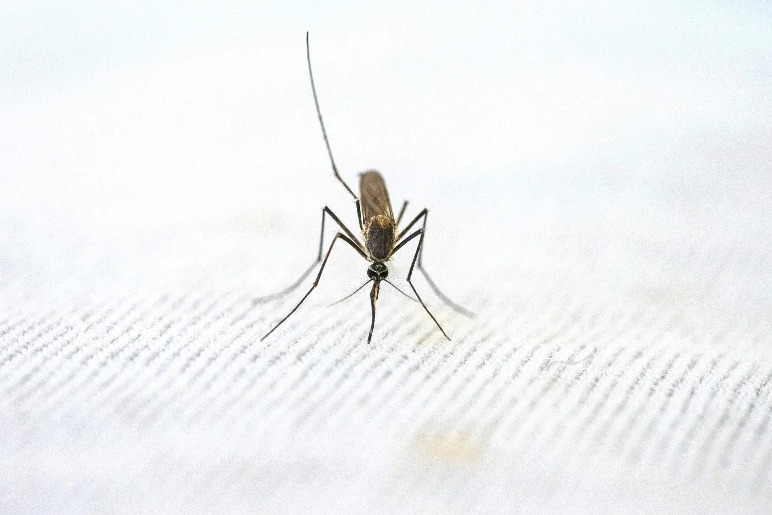 Behind the Scenes of Mosquito Surveillance: How Lab Specimen Transport Supports Public Health