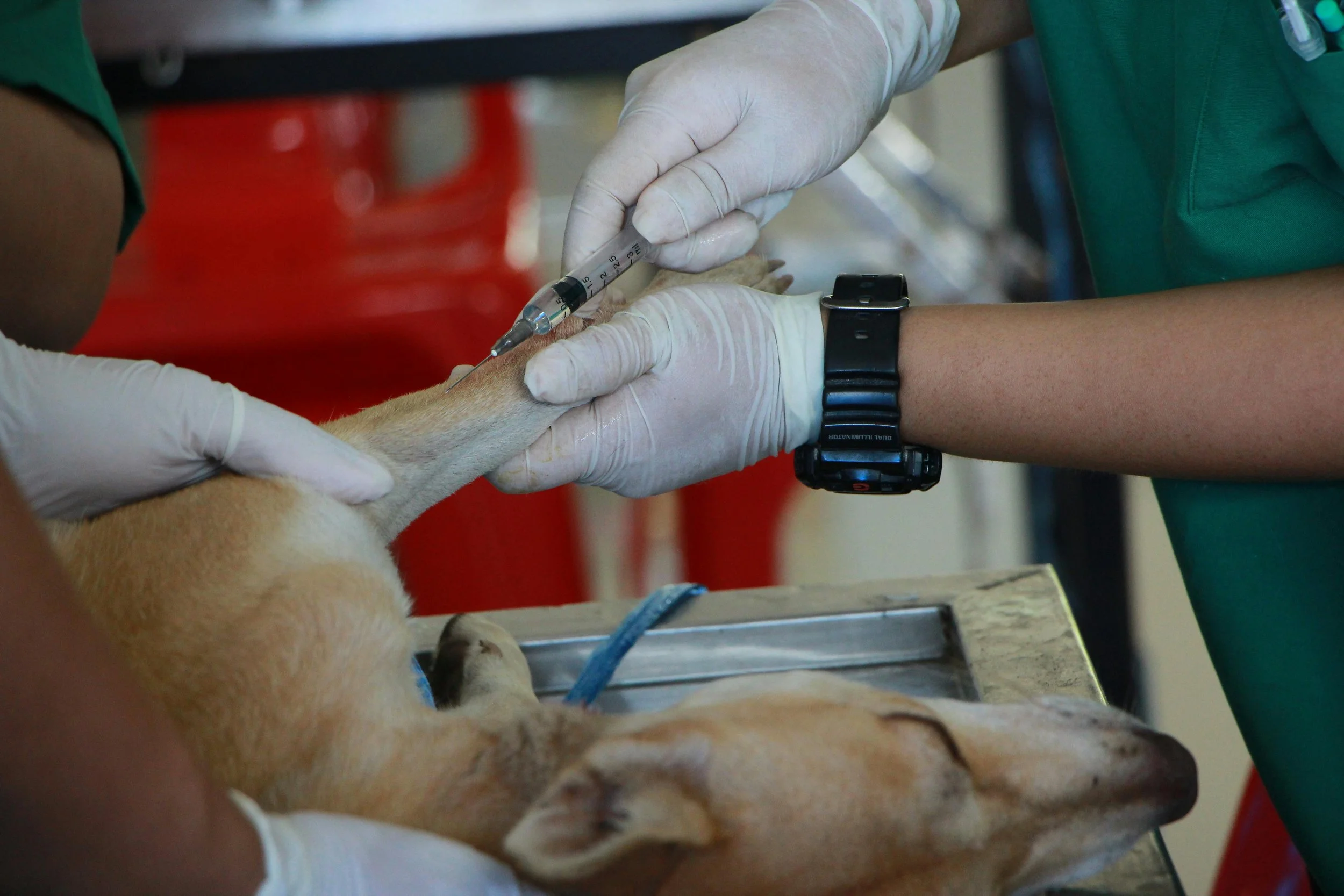 Protecting Animal Health Through Specialized Sample Transport Services