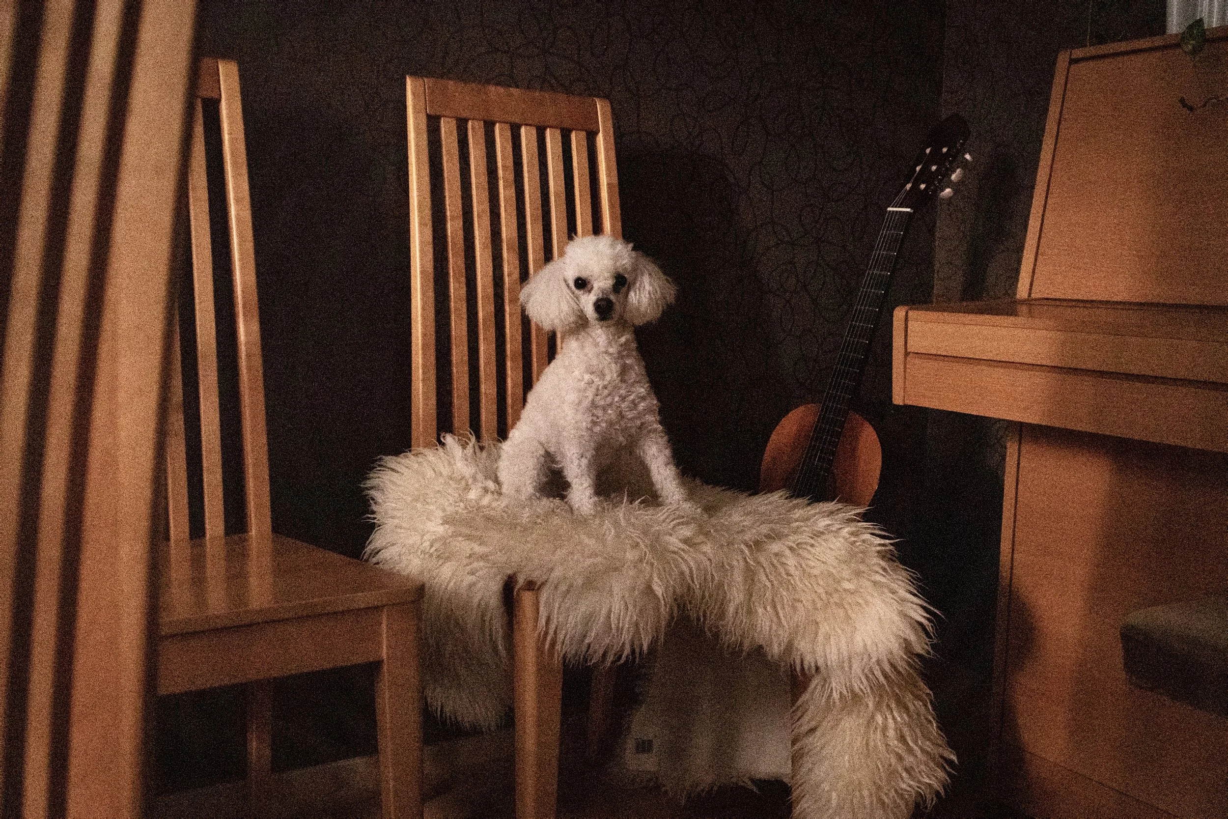 Koira istuu kuvassa penkillä