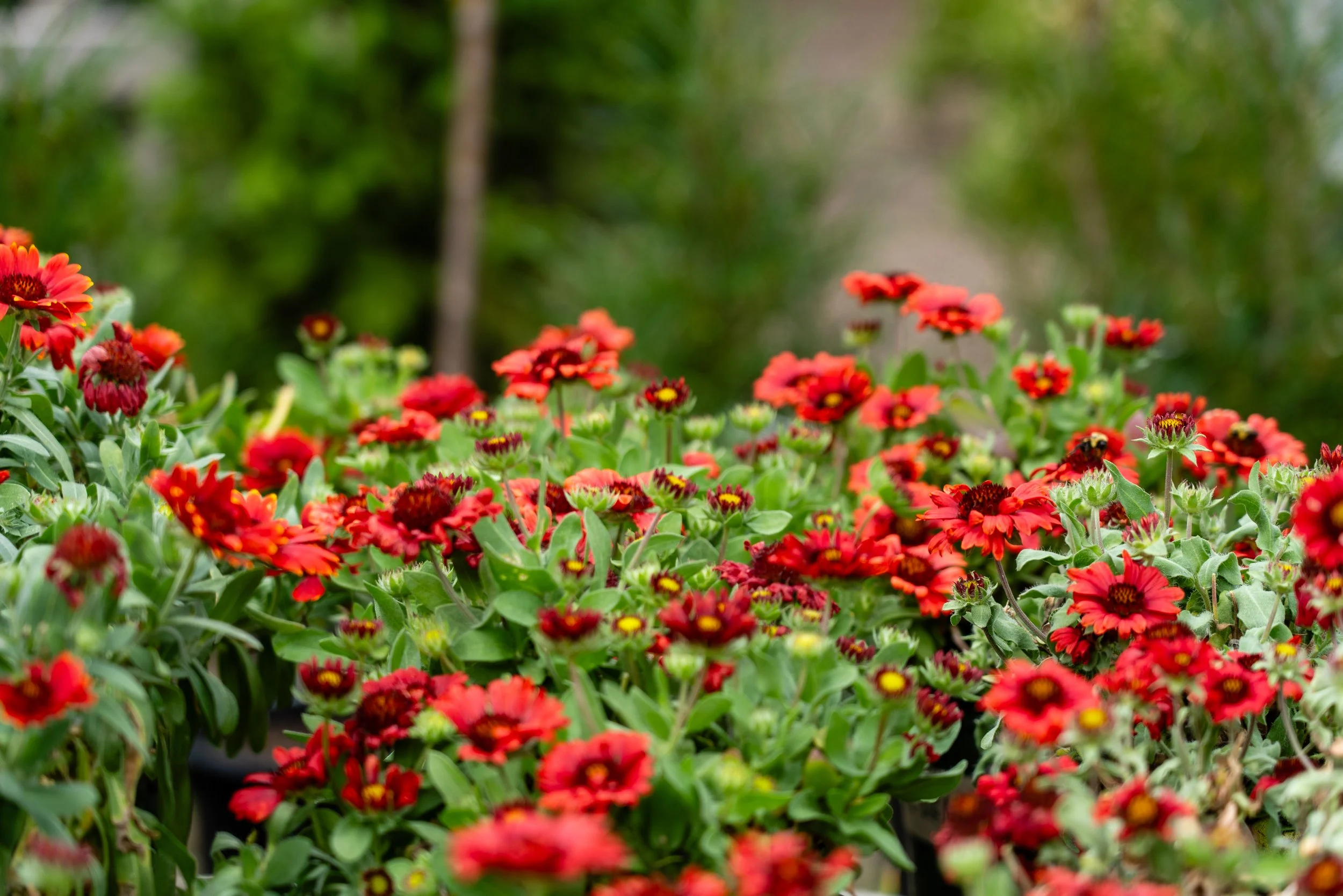 perennial at garden center in la crosse WI area