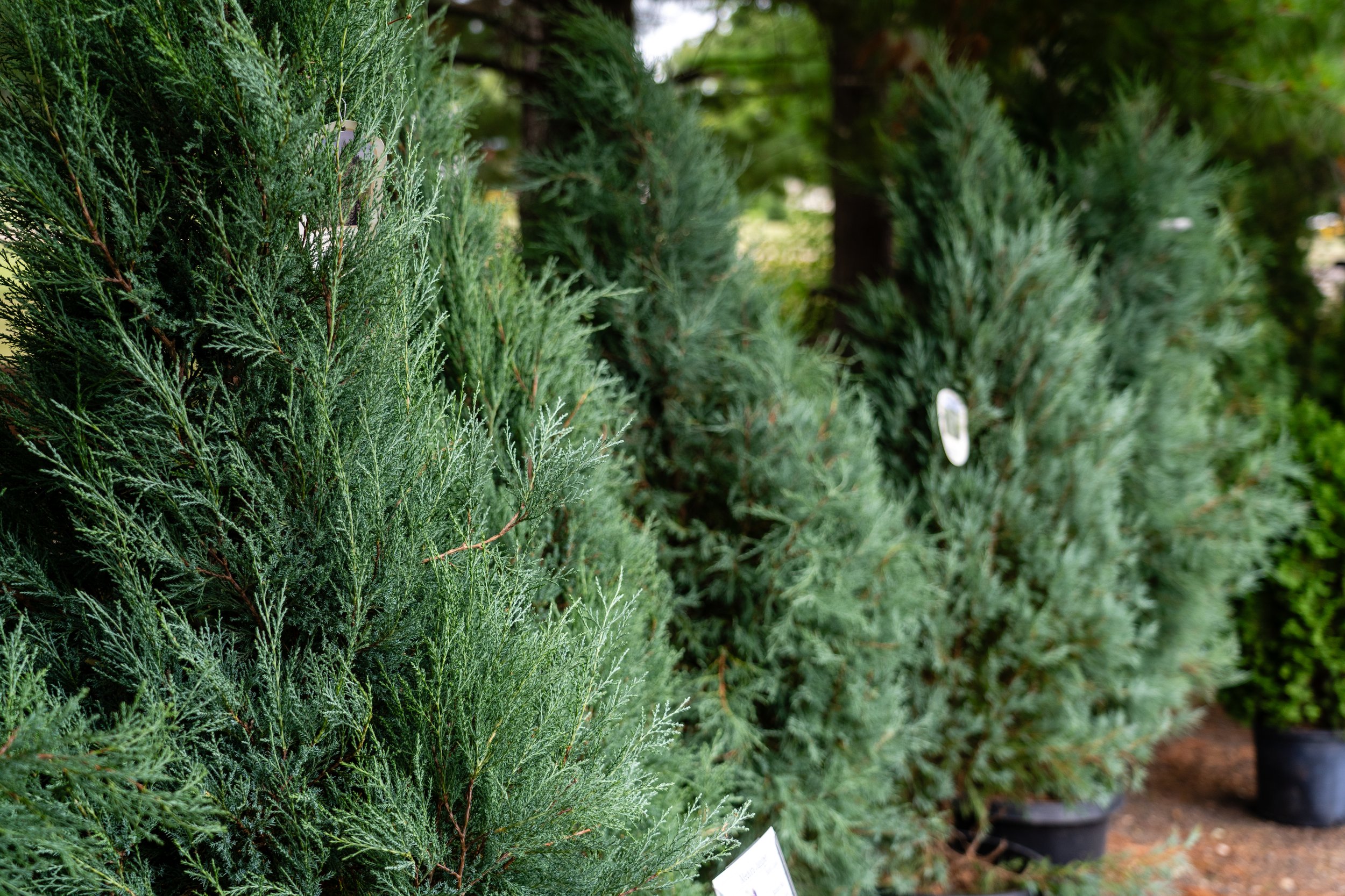trees at garden center in la crosse WI area