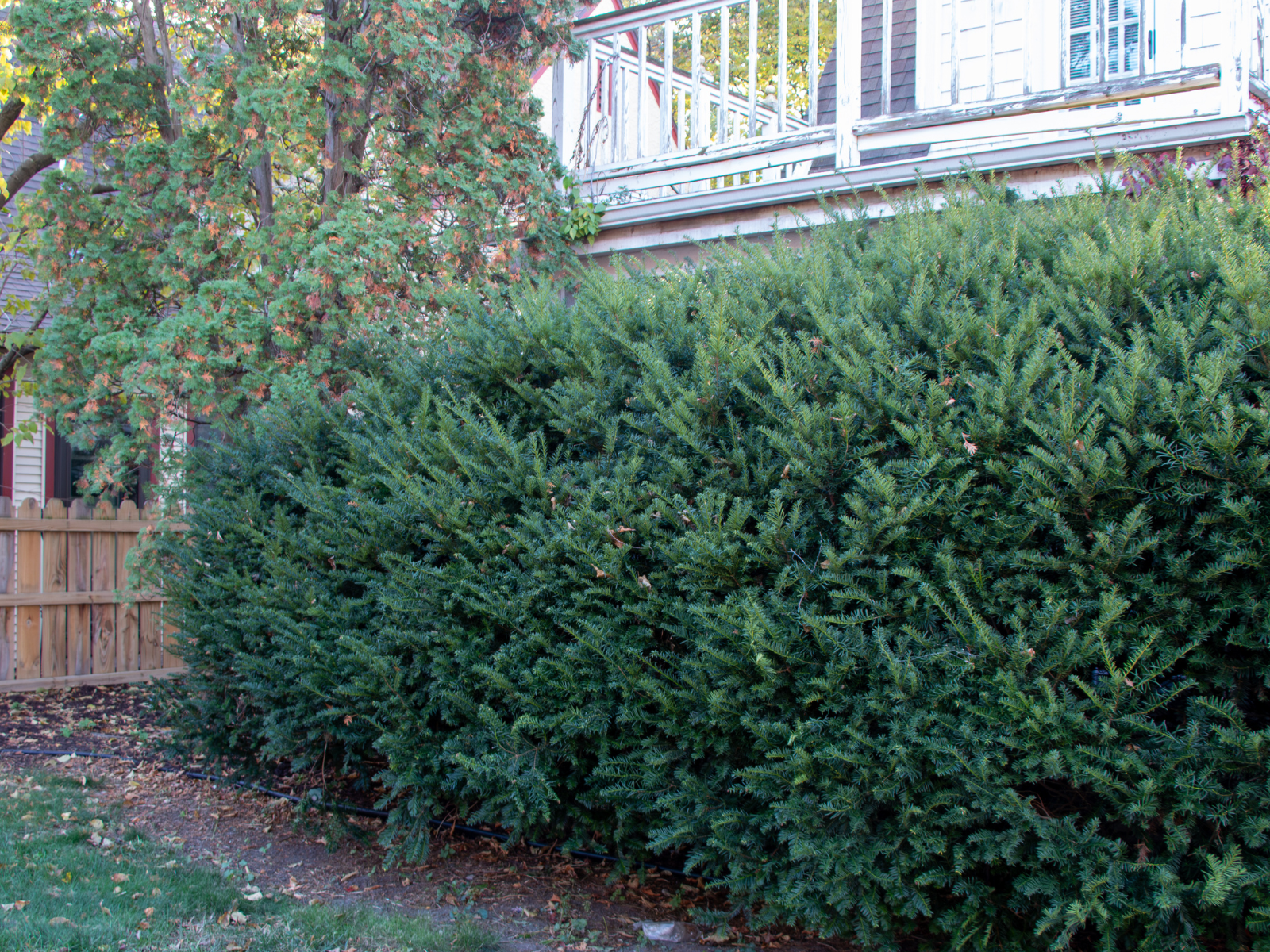 Bushes on side of house