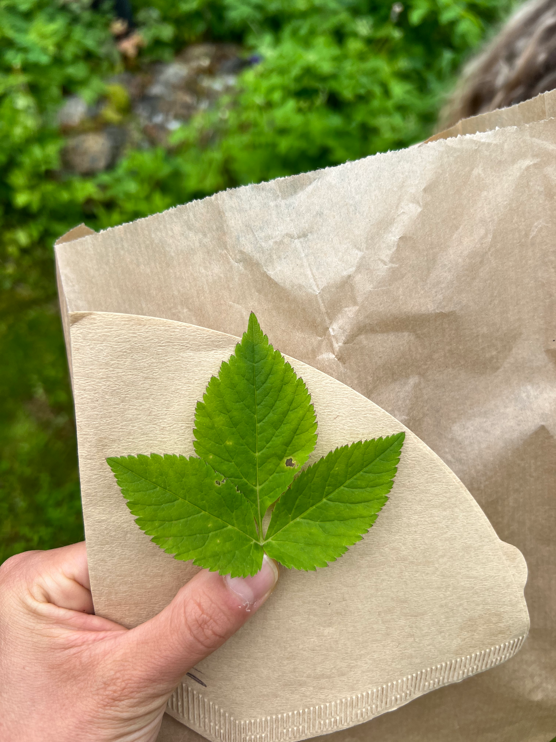 foraging
