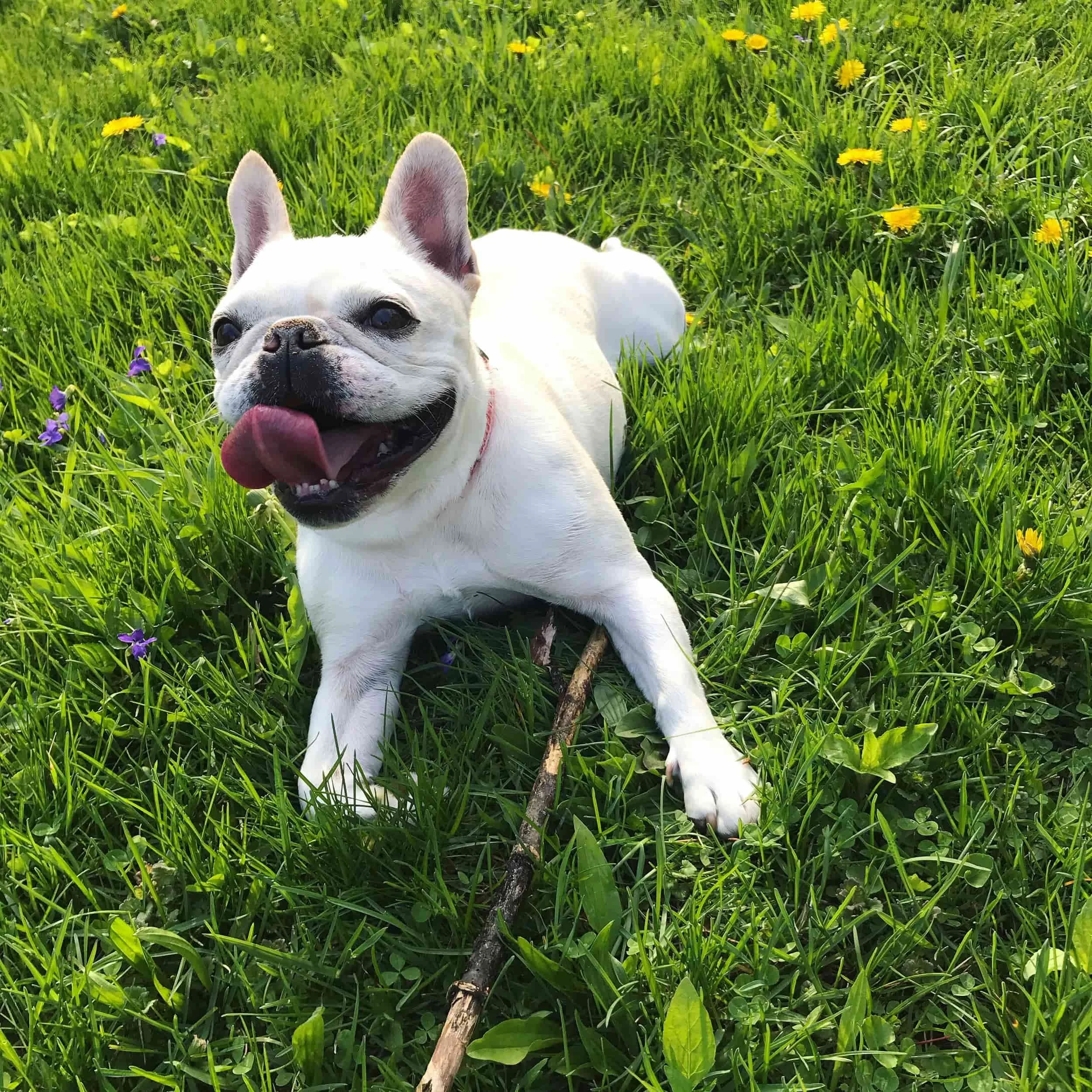 Kelly Johnson's dog - therapist Madison WI