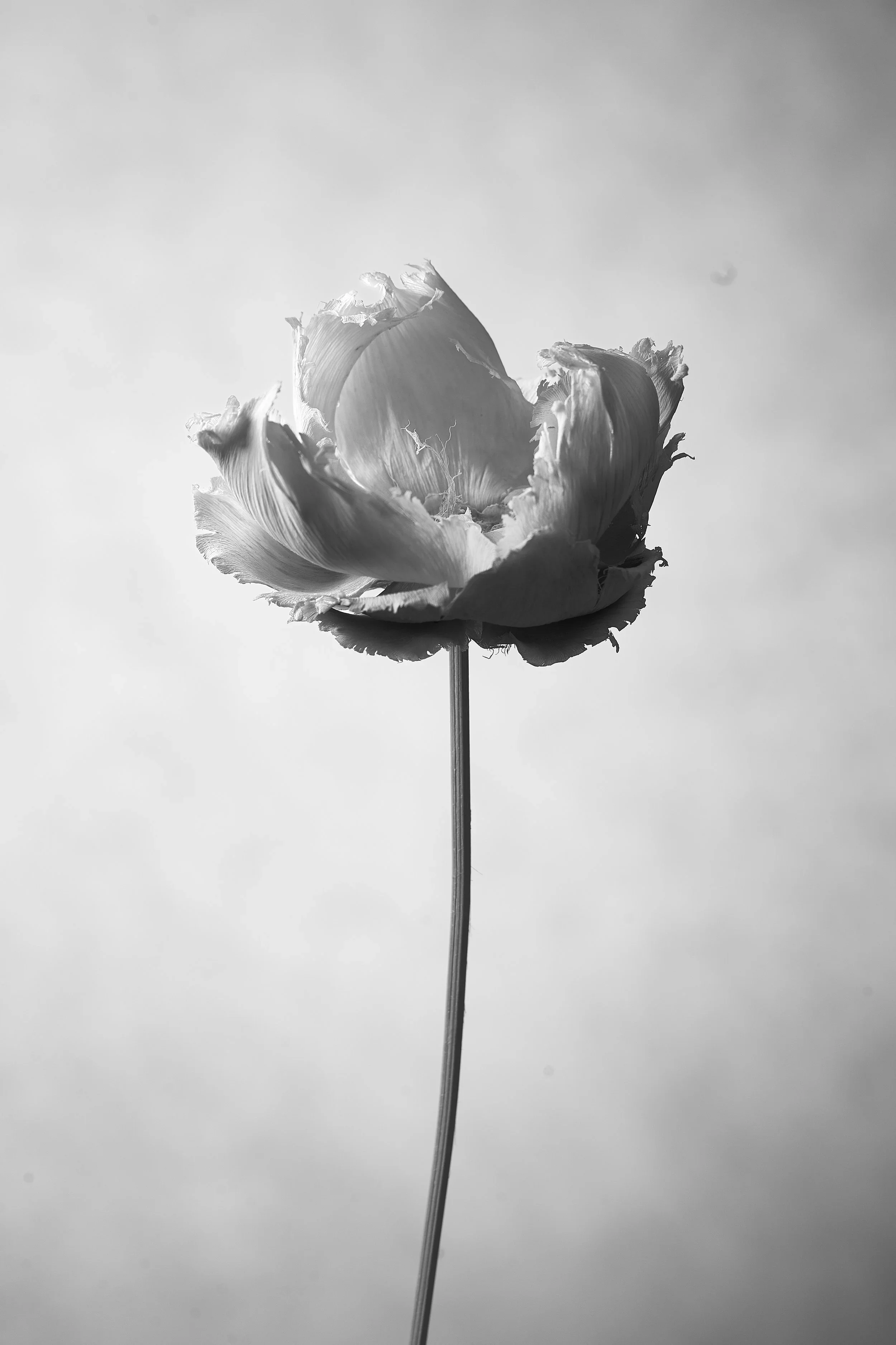 29-07-2432216.webp