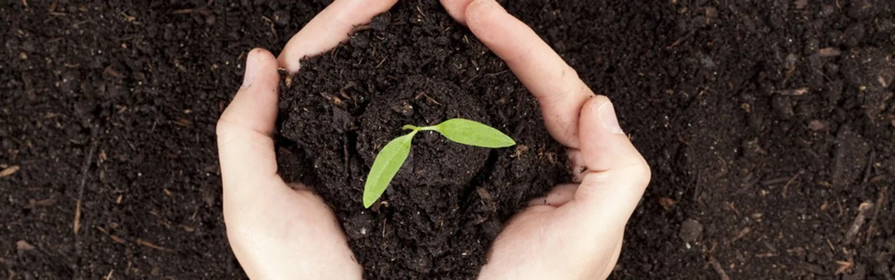 an image of two hands in the soil cupping a shoot