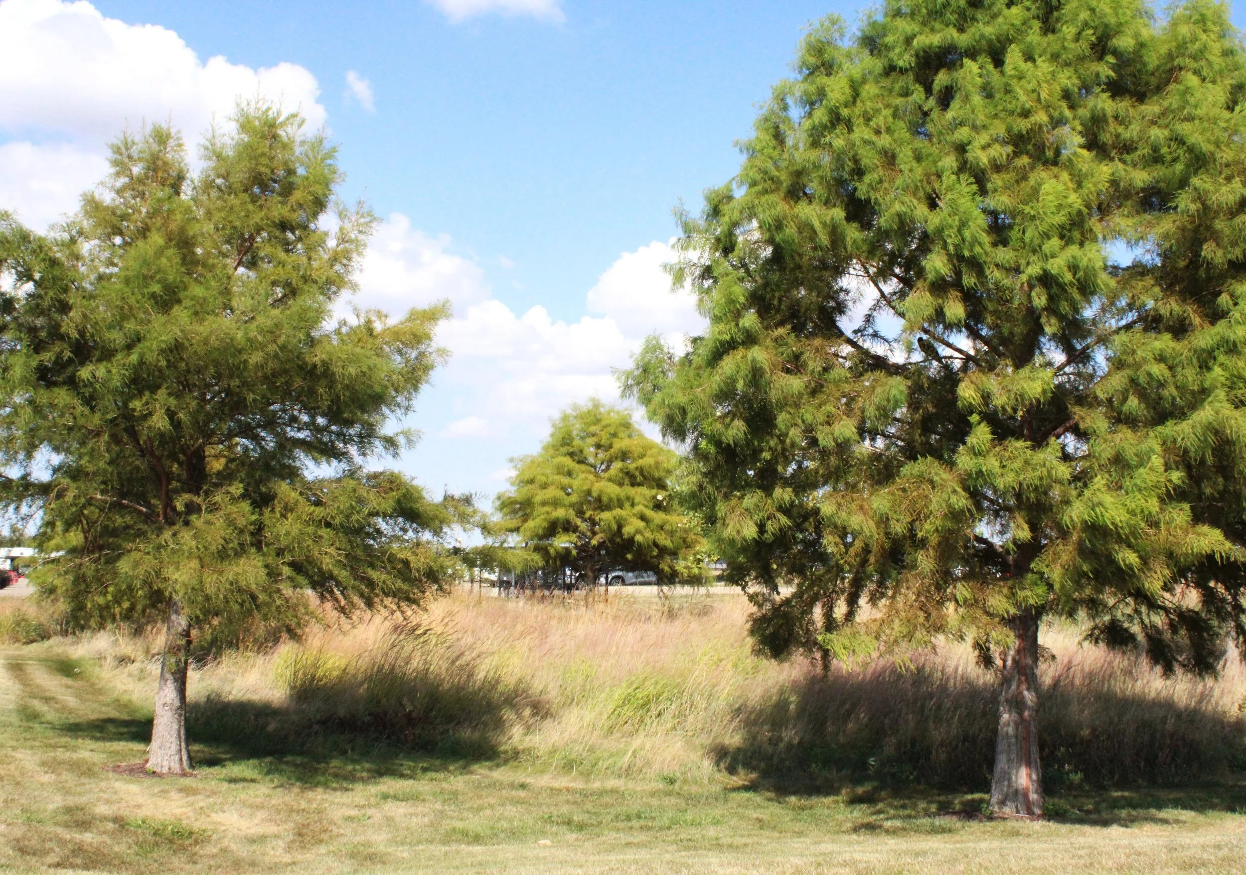Nuss Trans prairie (1).JPG