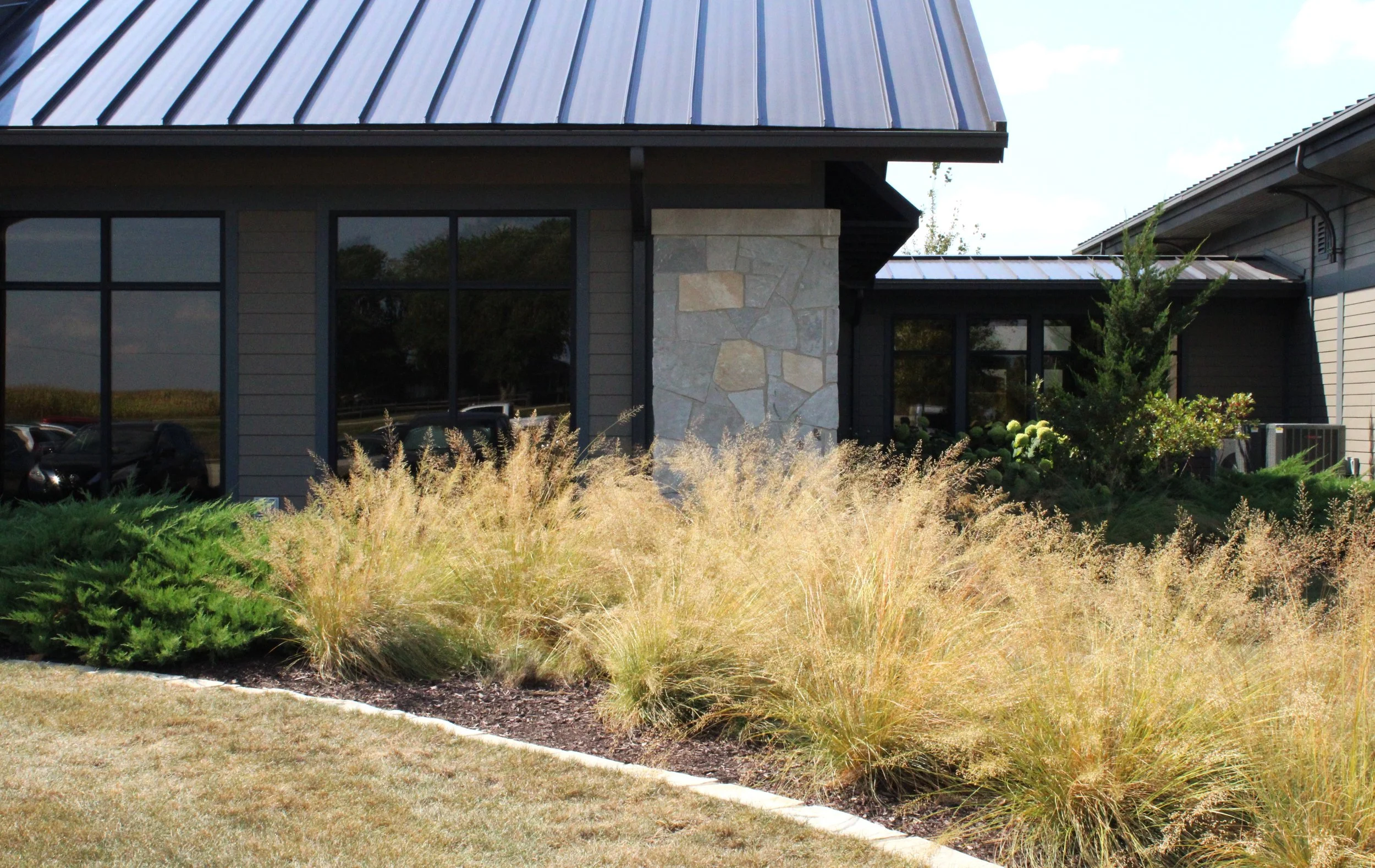 Nuss Trans prairie dropseed (1).JPG