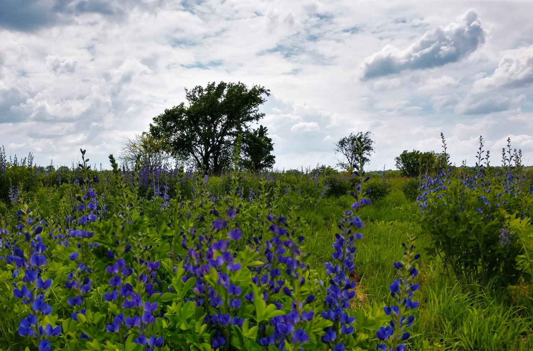 PRAIRIE — Brookside Landscapes