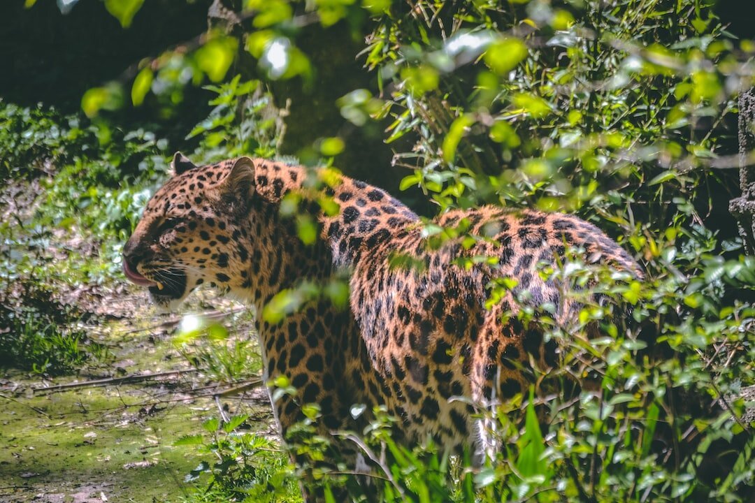 jaguar at zoo.jpeg