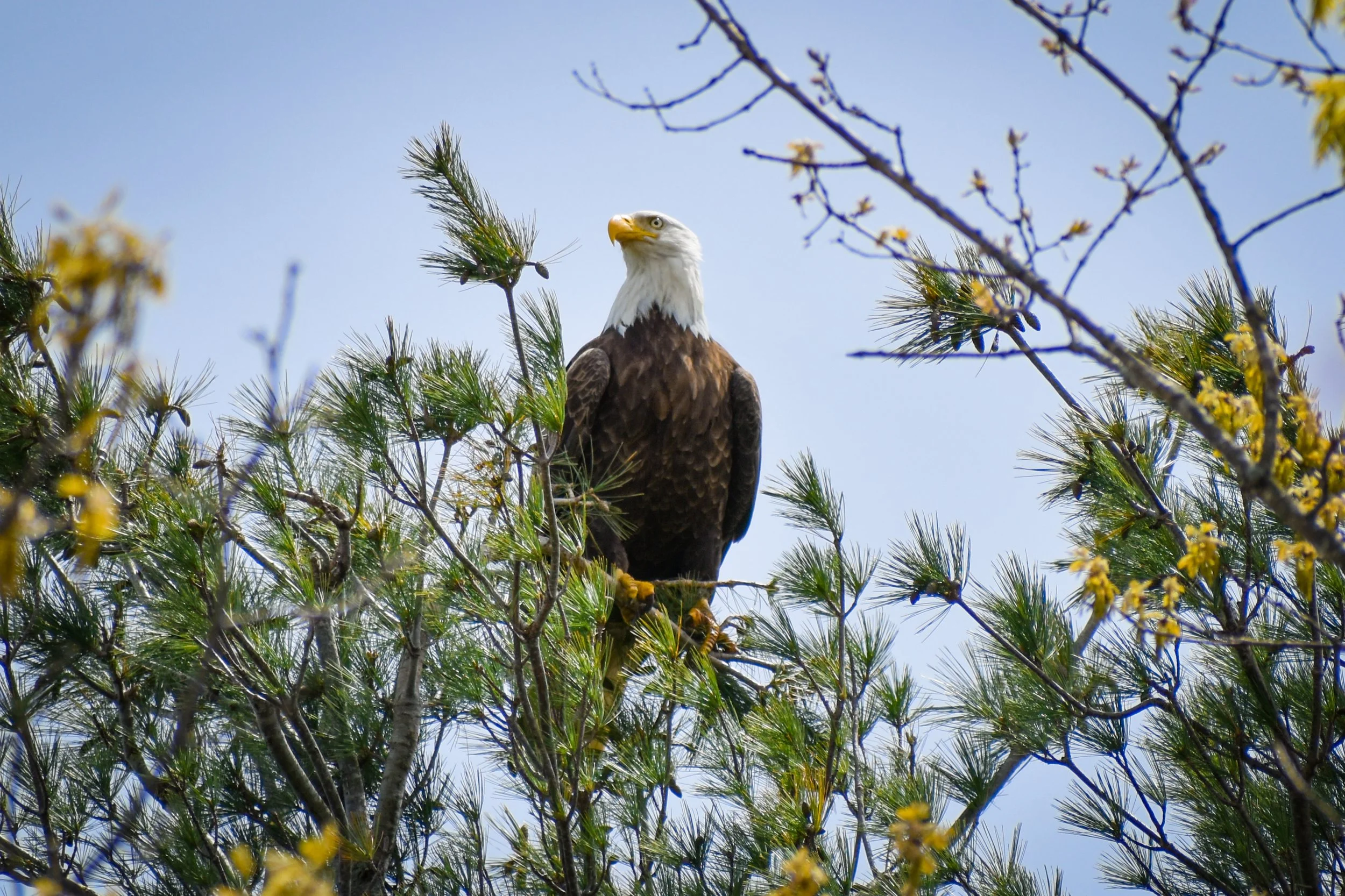 EAGLE1.jpg