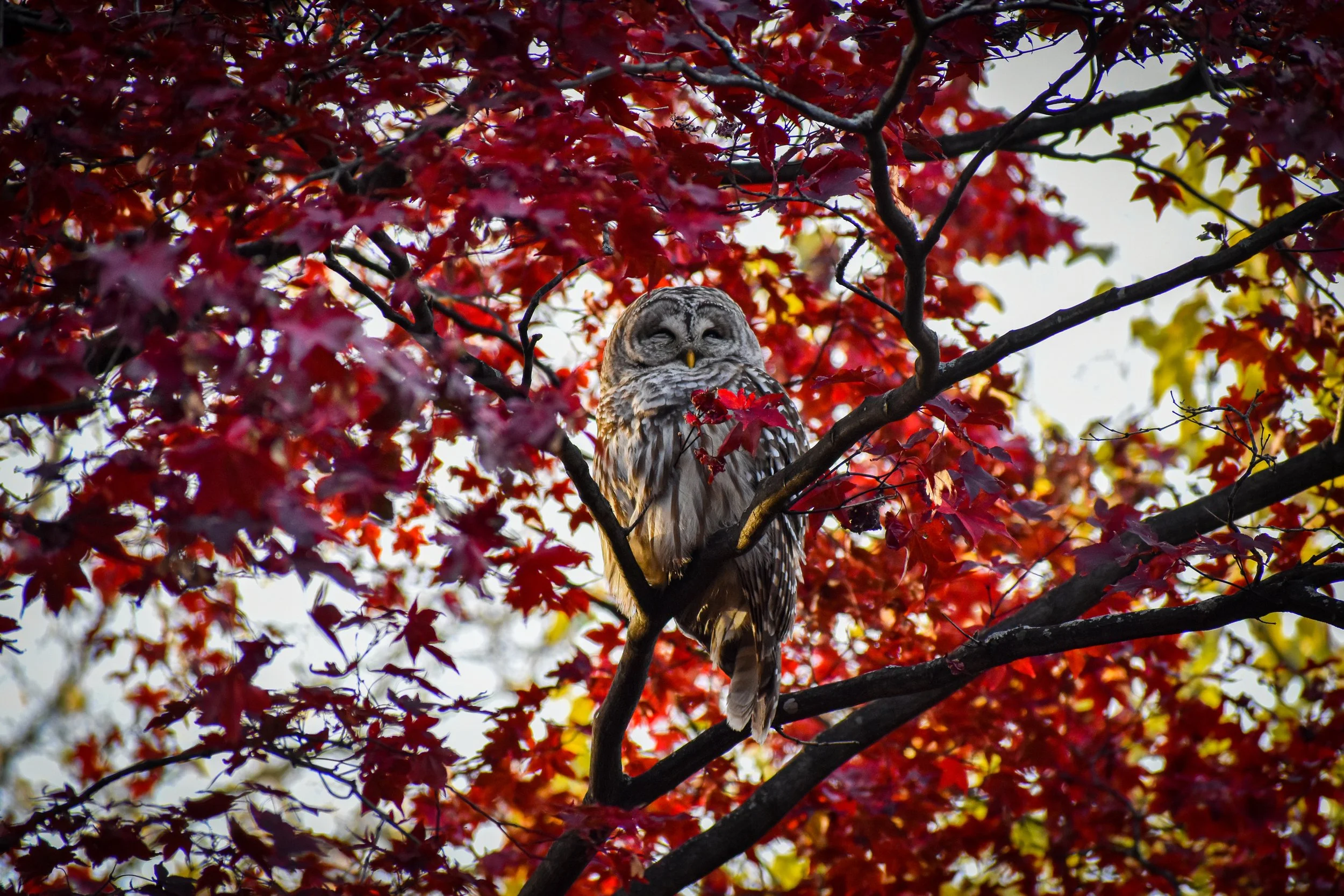 DSC_0608.jpg
