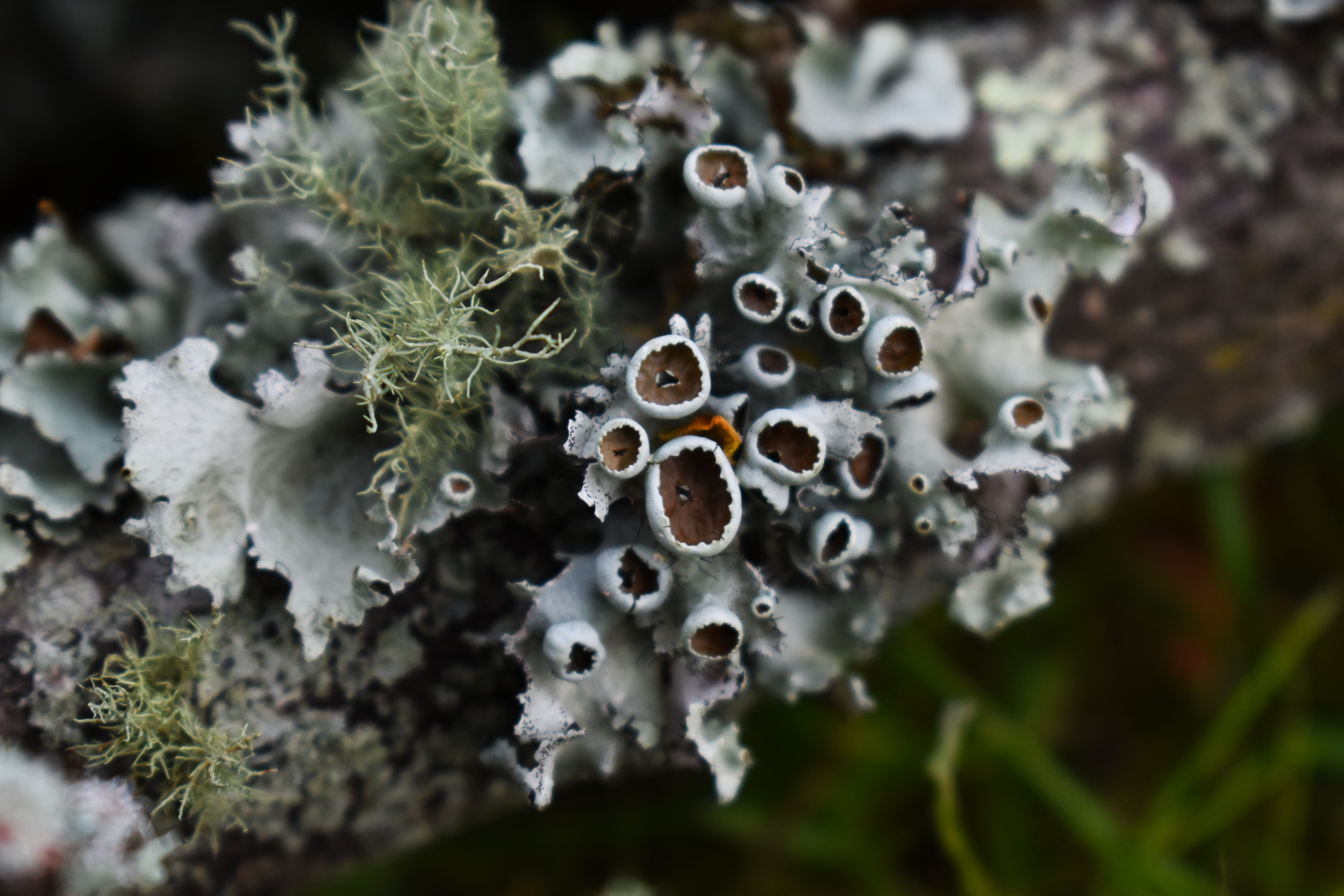 moss.png