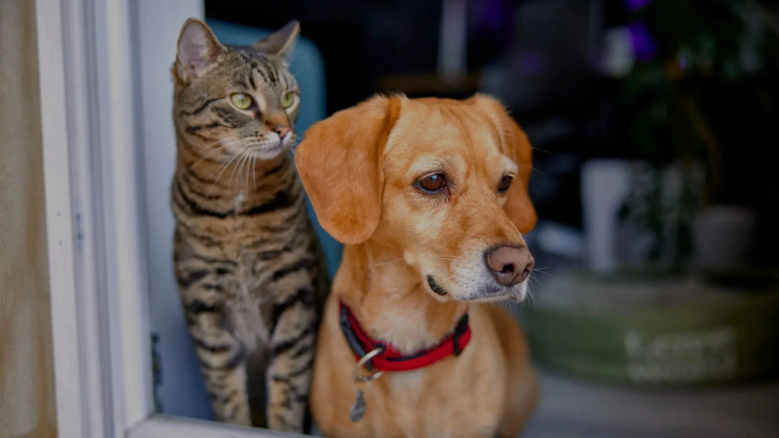 Schweizer Tierschutz STS