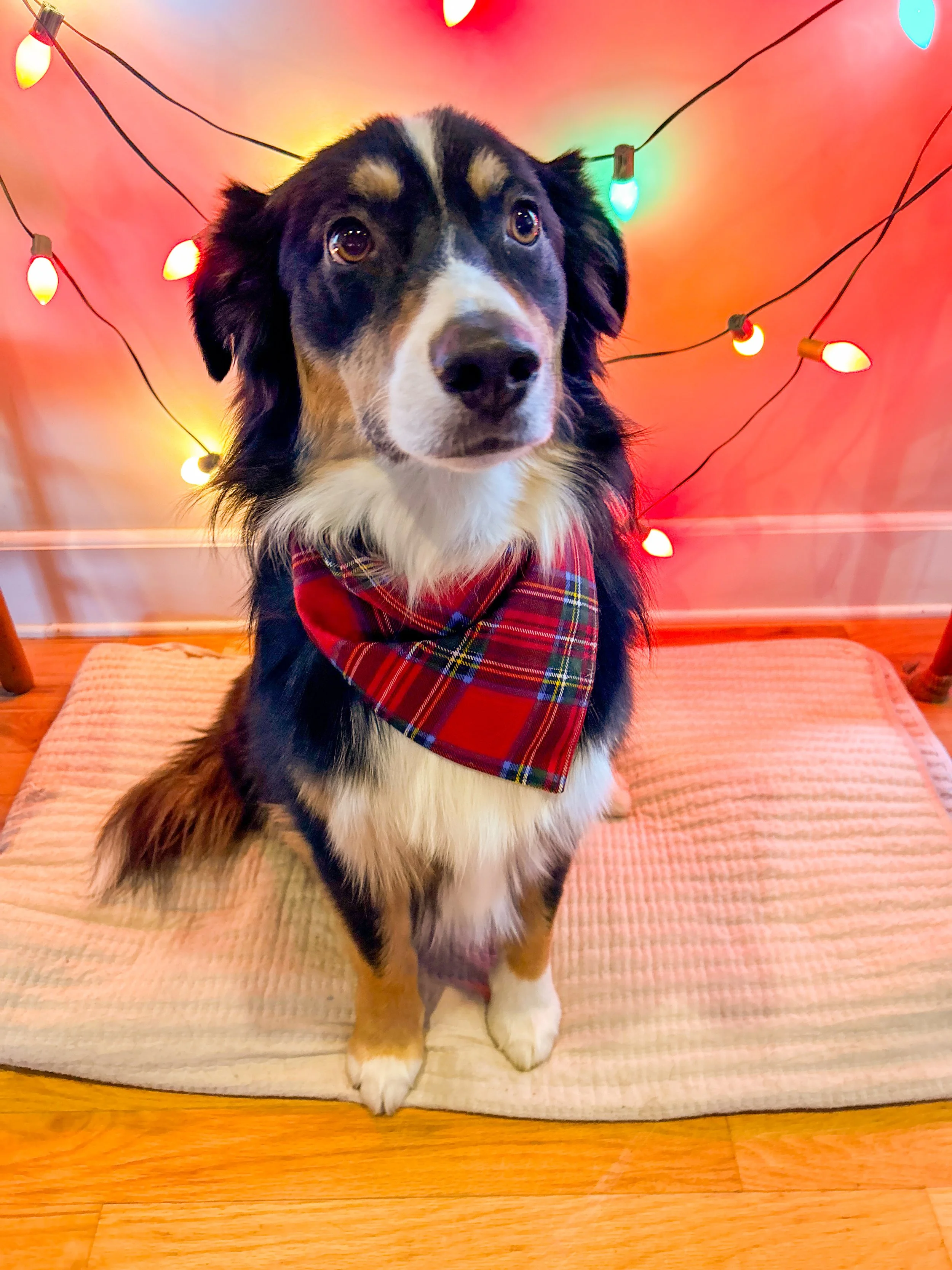 Winter, Christmas, and NYE Dog Bandanas & Bow Ties