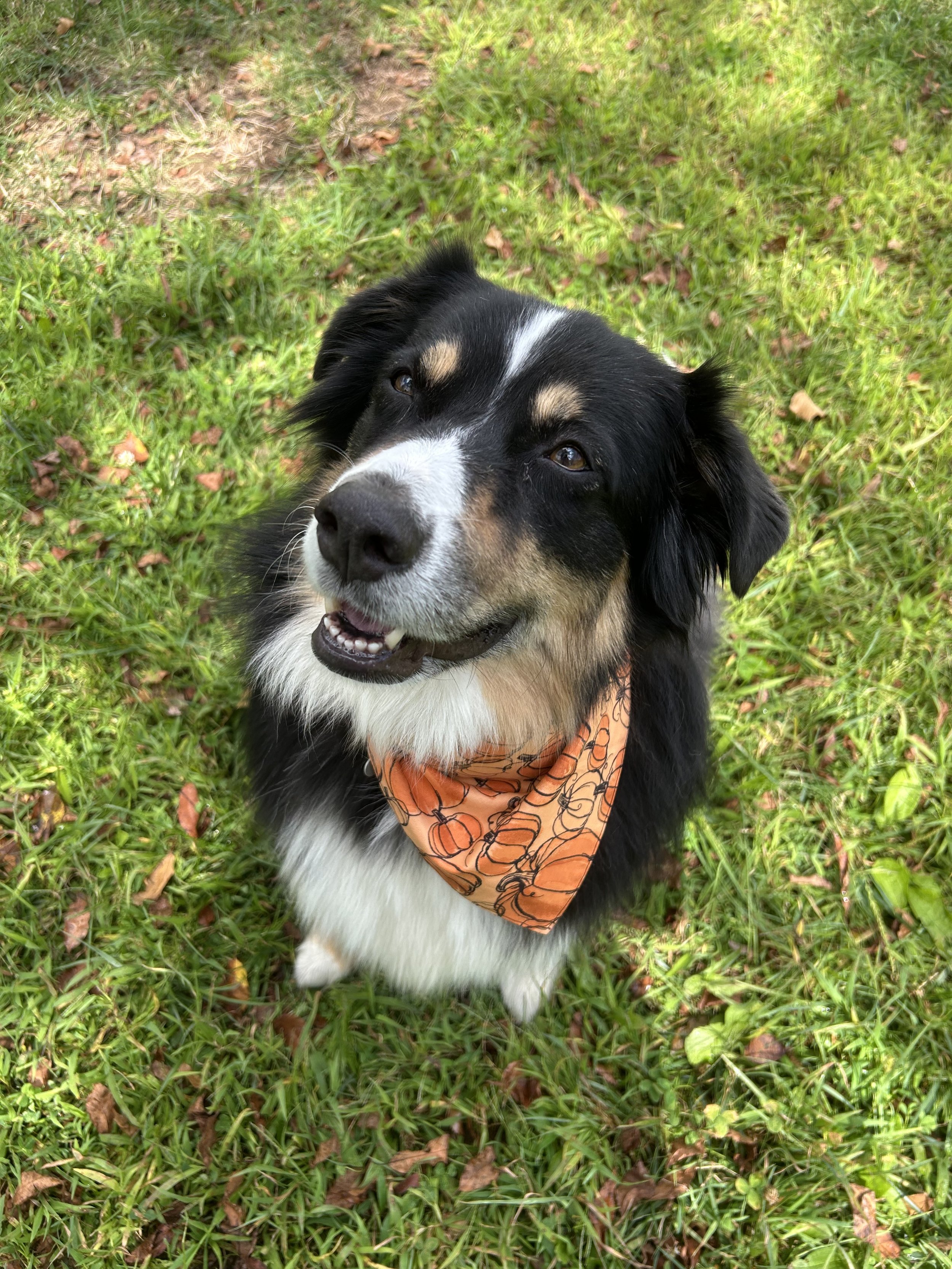 Autumn, Halloween, & Thanksgiving Dog Bandanas & Bow Ties