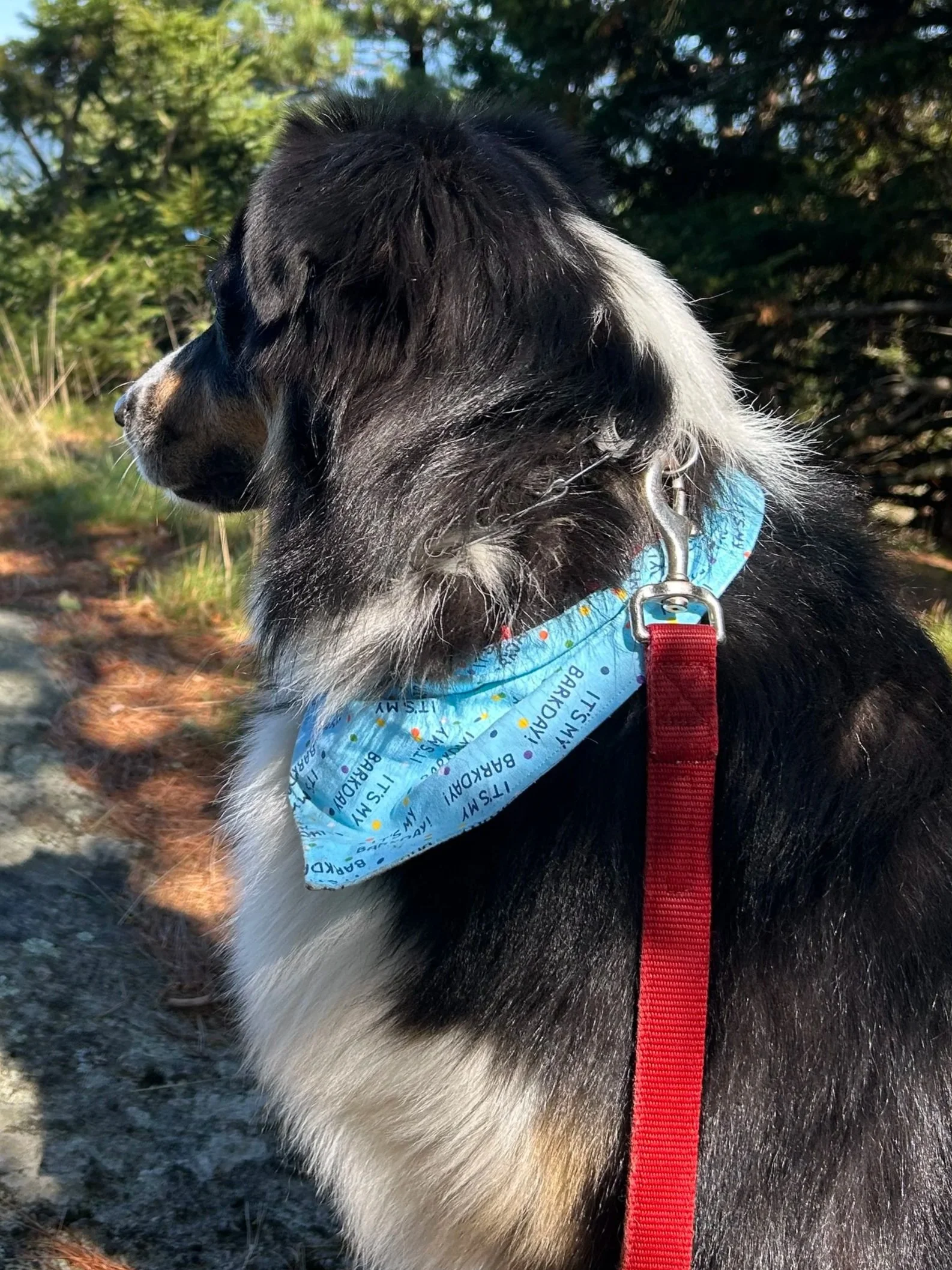 Birthday Dog Bandanas & Bow Ties