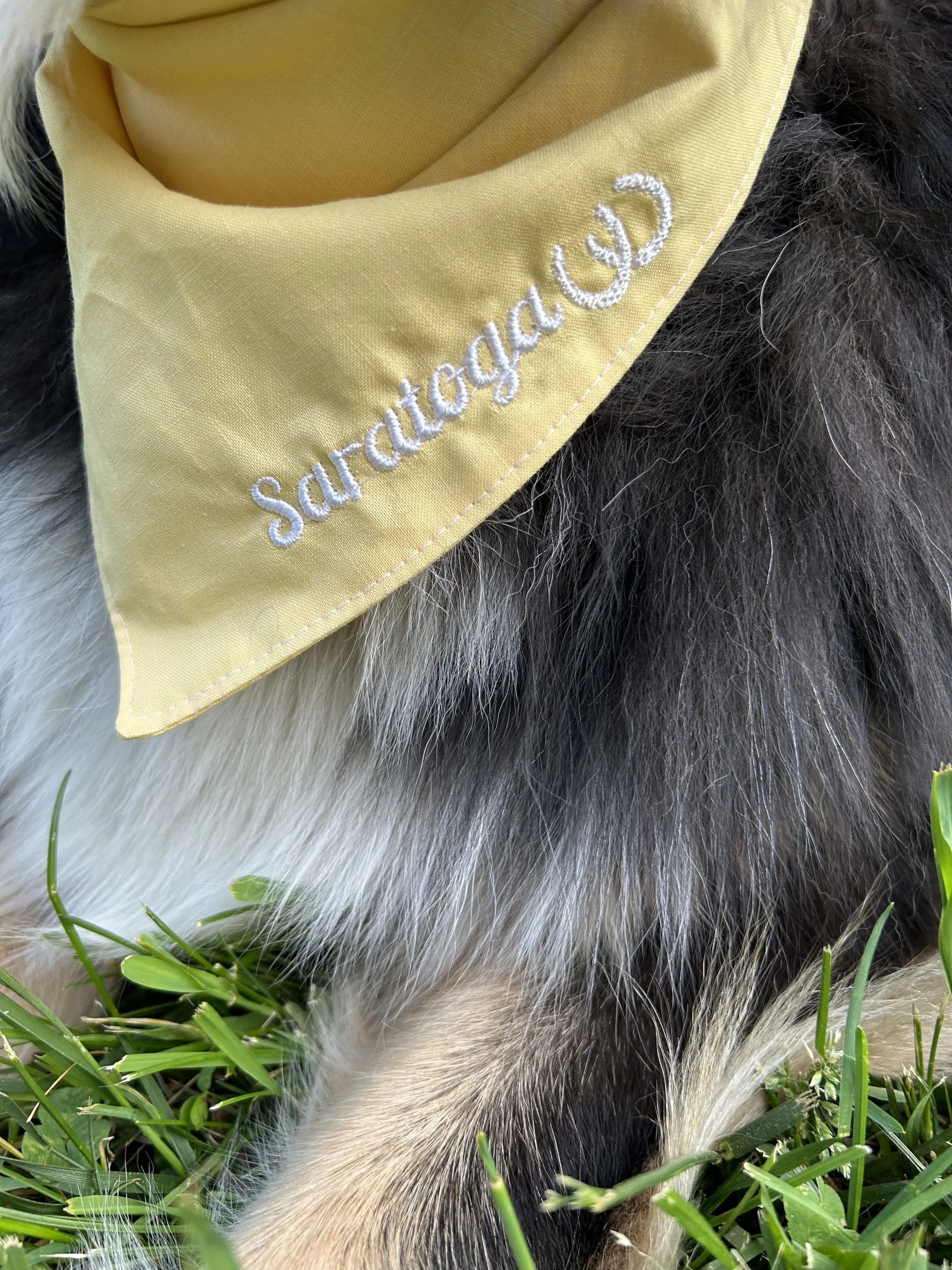 Yellow Saratoga.jpg