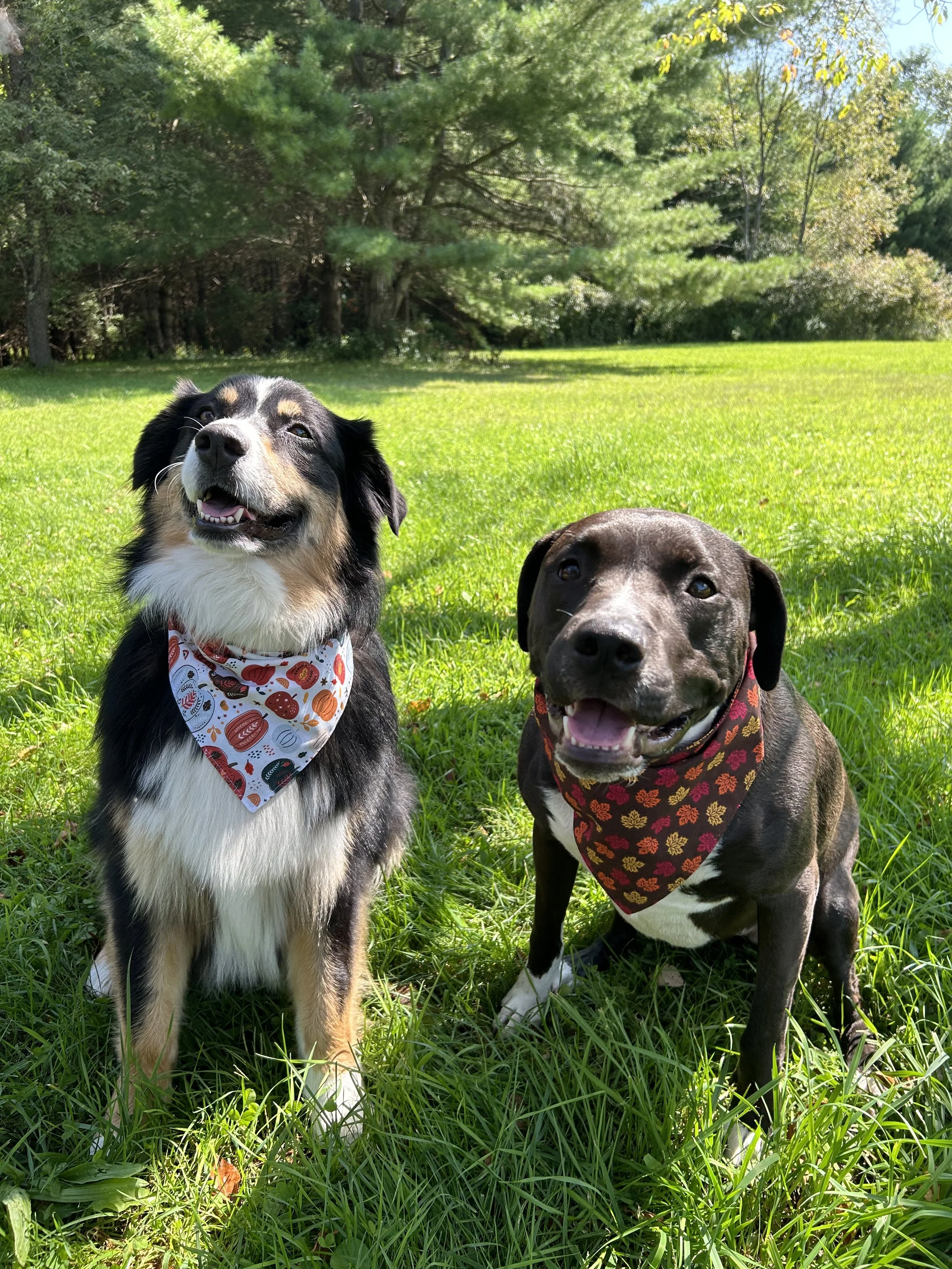 Fall Bandanas.jpg