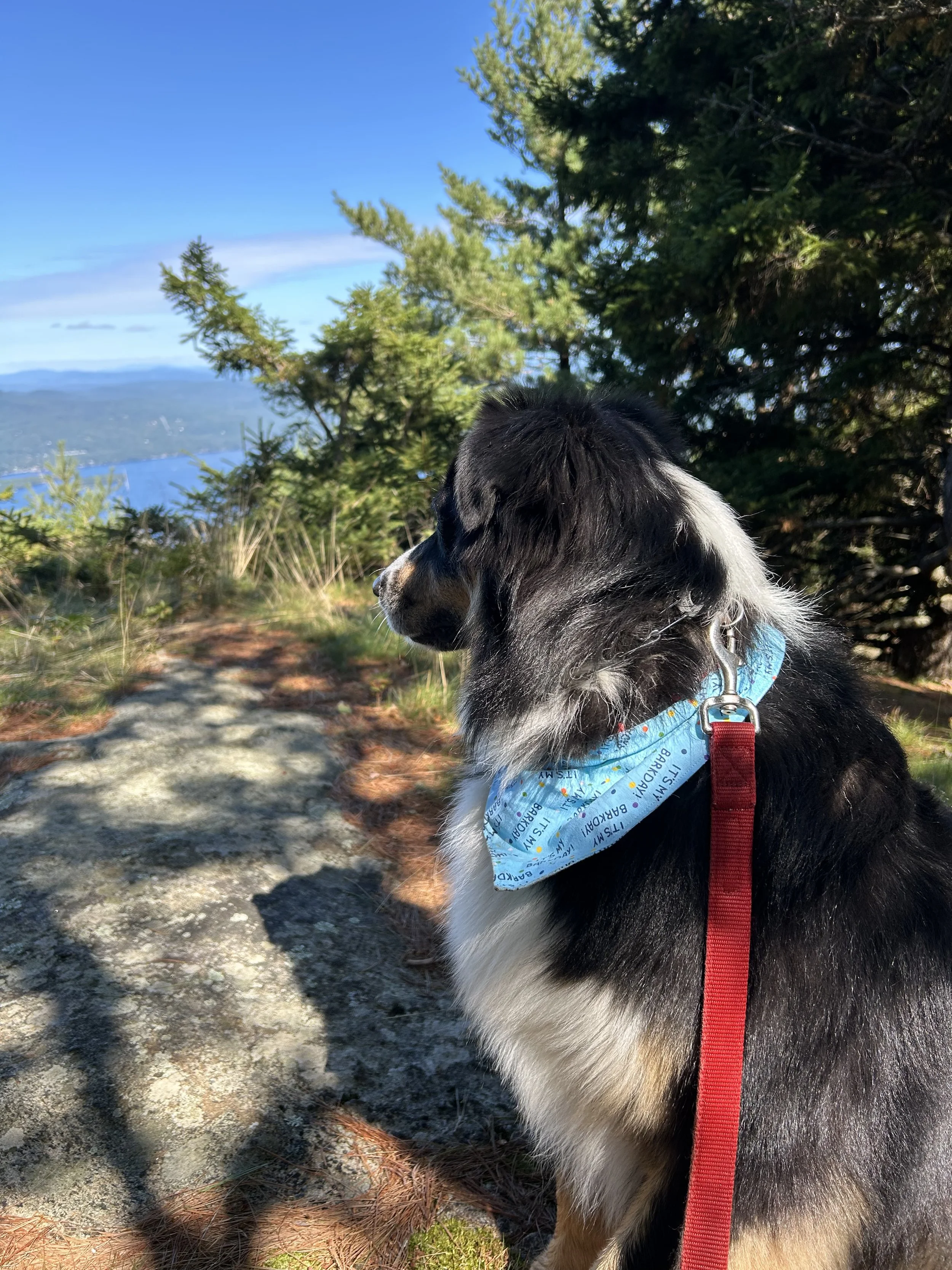 Birthday Bandana.jpg