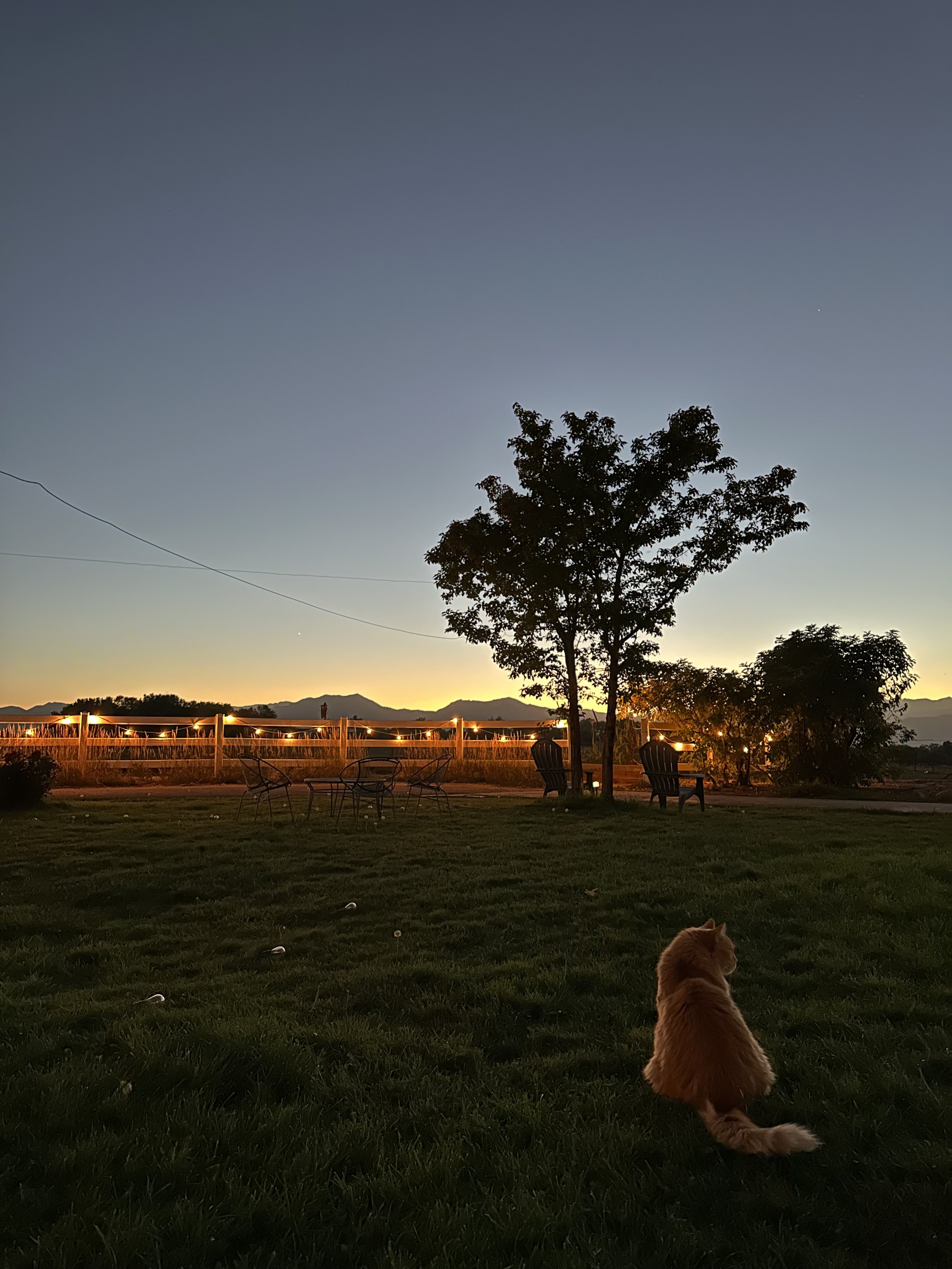 A sunset or early evening scene of a grassy backyard with a ginger barn cat named Joaquin Phoenix sitting, outdoor dining set, trees, and mountains in the distance.