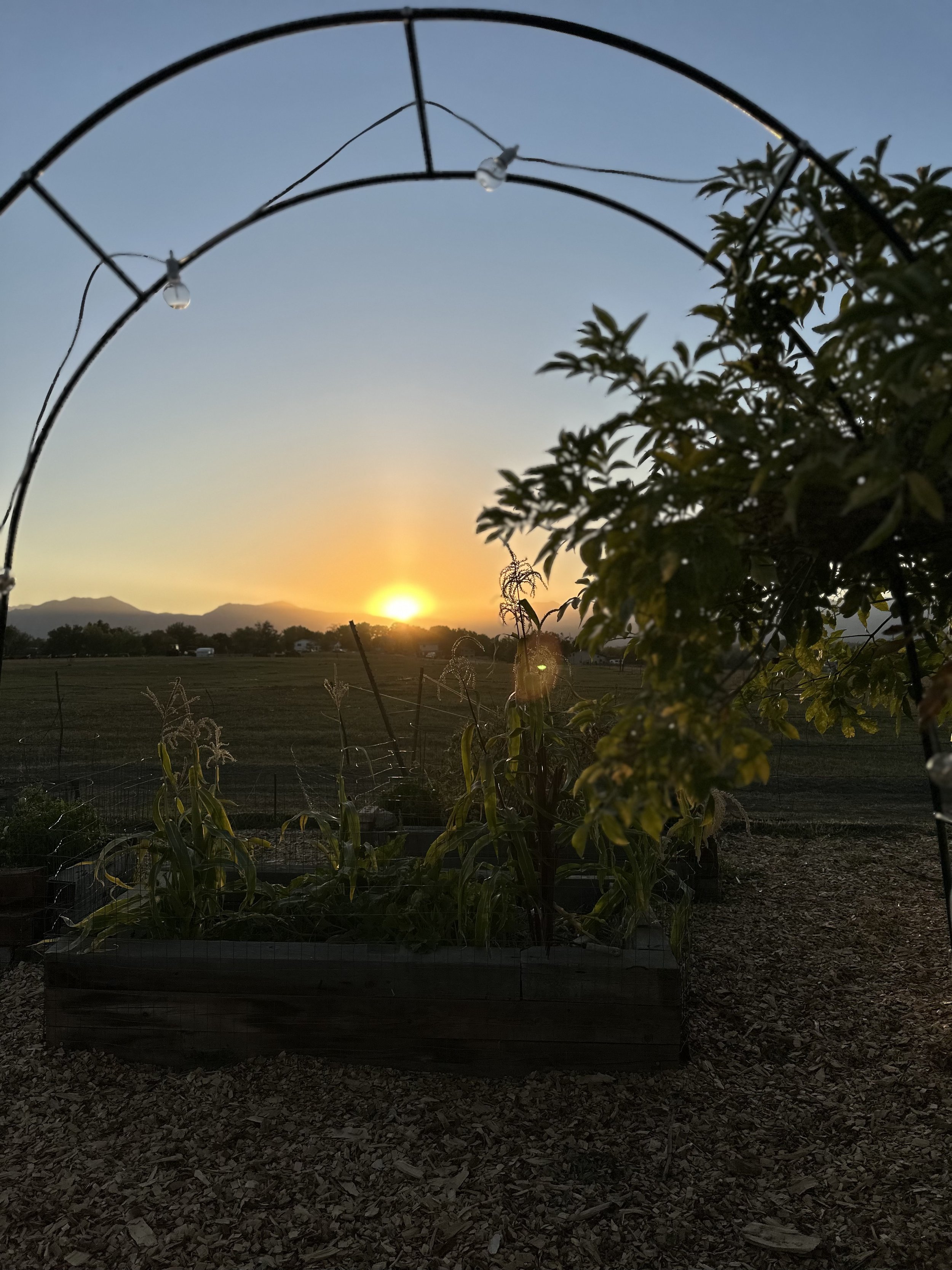 Sunset view over a farm with a garden bed in the foreground, covered by a metal trellis with string lights, and mountains in the distance.