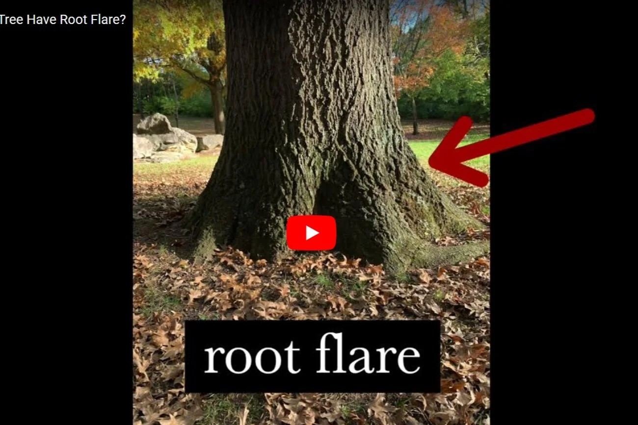 Resource Library — Trees Knoxville