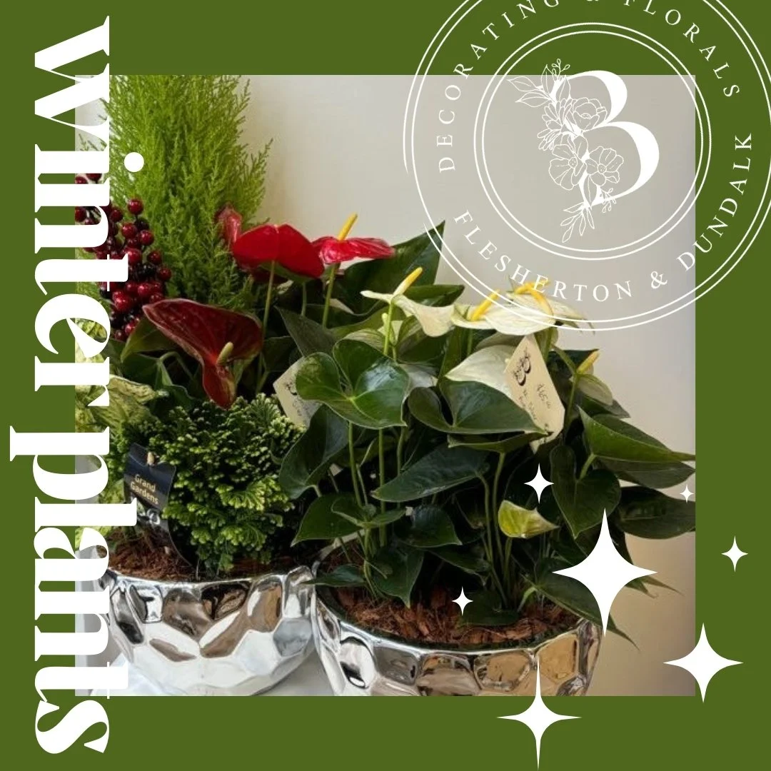 We just received the most beautiful indoor planters for the Christmas season. 🎄
Grinch trees, ferns, anthuriums, mini cypress, and more!

Visit our website for our full inventory of plants to gift this season.

#christmasplants #shoponline #plantsma