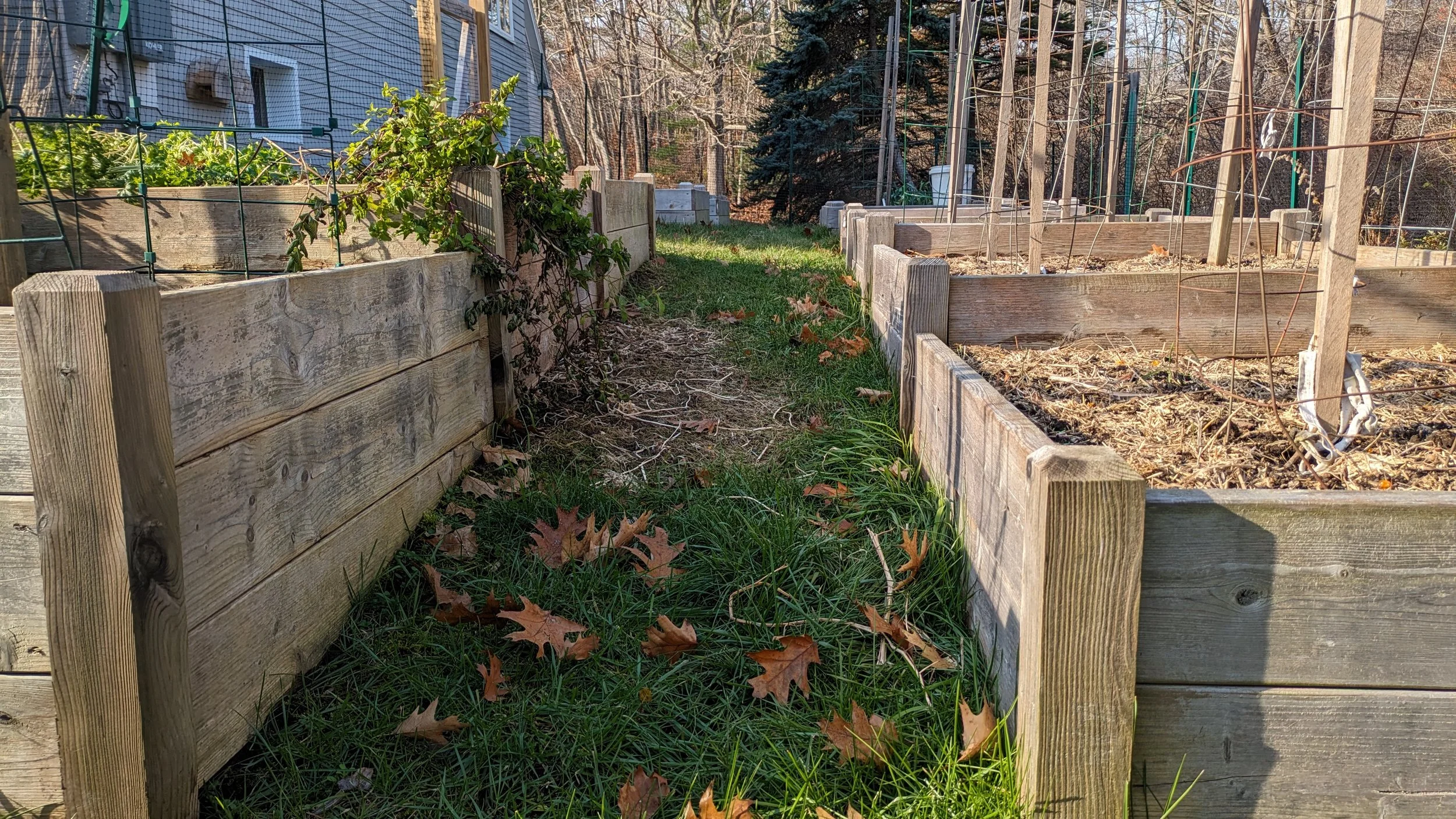 Raised garden beds with plants and vines, fallen leaves on grass path, in a backyard with trees and a house in the background.