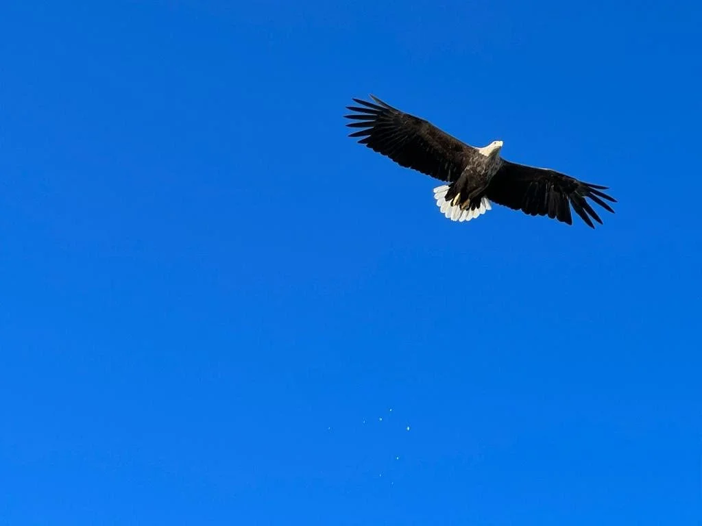 Een zeearend vliegt door een heldere blauwe lucht.