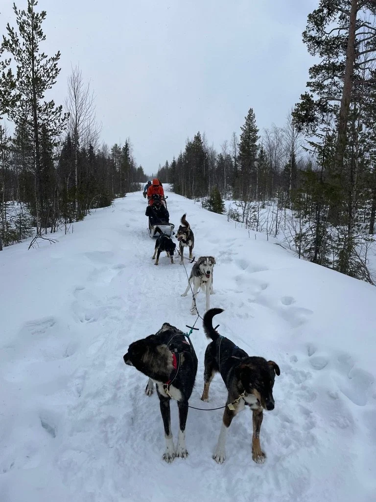Twee honden staan aan een slee met een persoon op een sneeuwpad in een bosrijke omgeving tijdens winter. Vier andere honden trekken de slee.