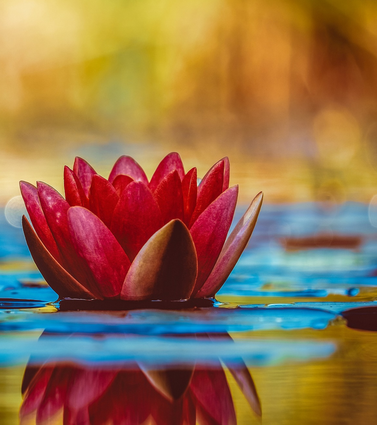 Rode waterlelie drijvend op kalm water met een kleurrijke, wazige achtergrond.