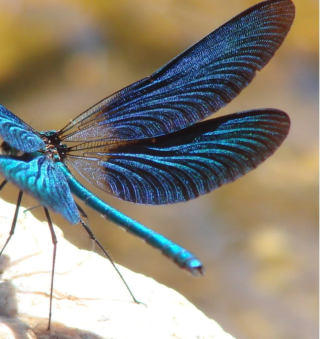 Een close-up van een blauwe libel met glanzende, iriserende vleugels die helder blauw en zwart kleuren.