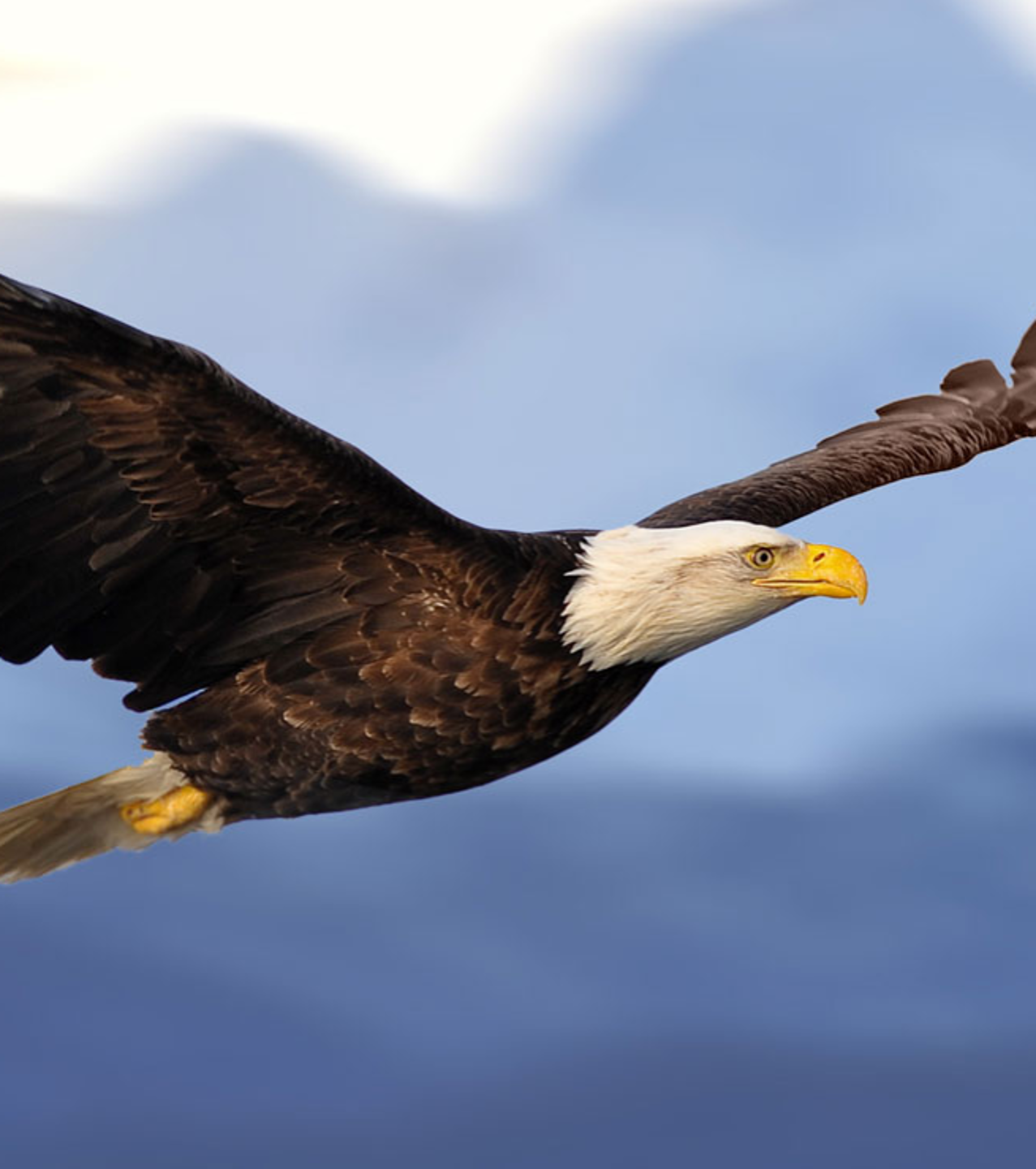 Een adler in de vlucht met een blauwe hemel op de achtergrond.