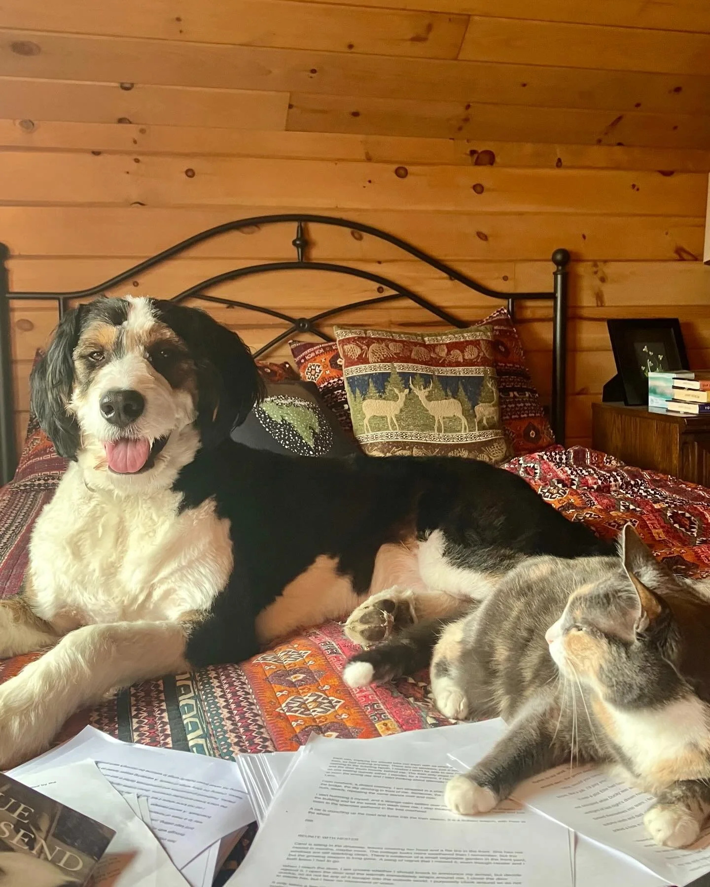 When you&rsquo;ve been holed up in the writing room for three days straight, and then you start reading pages to your pets so they don&rsquo;t feel neglected &hellip;🤪
#writerslife #thenightofthewhales
